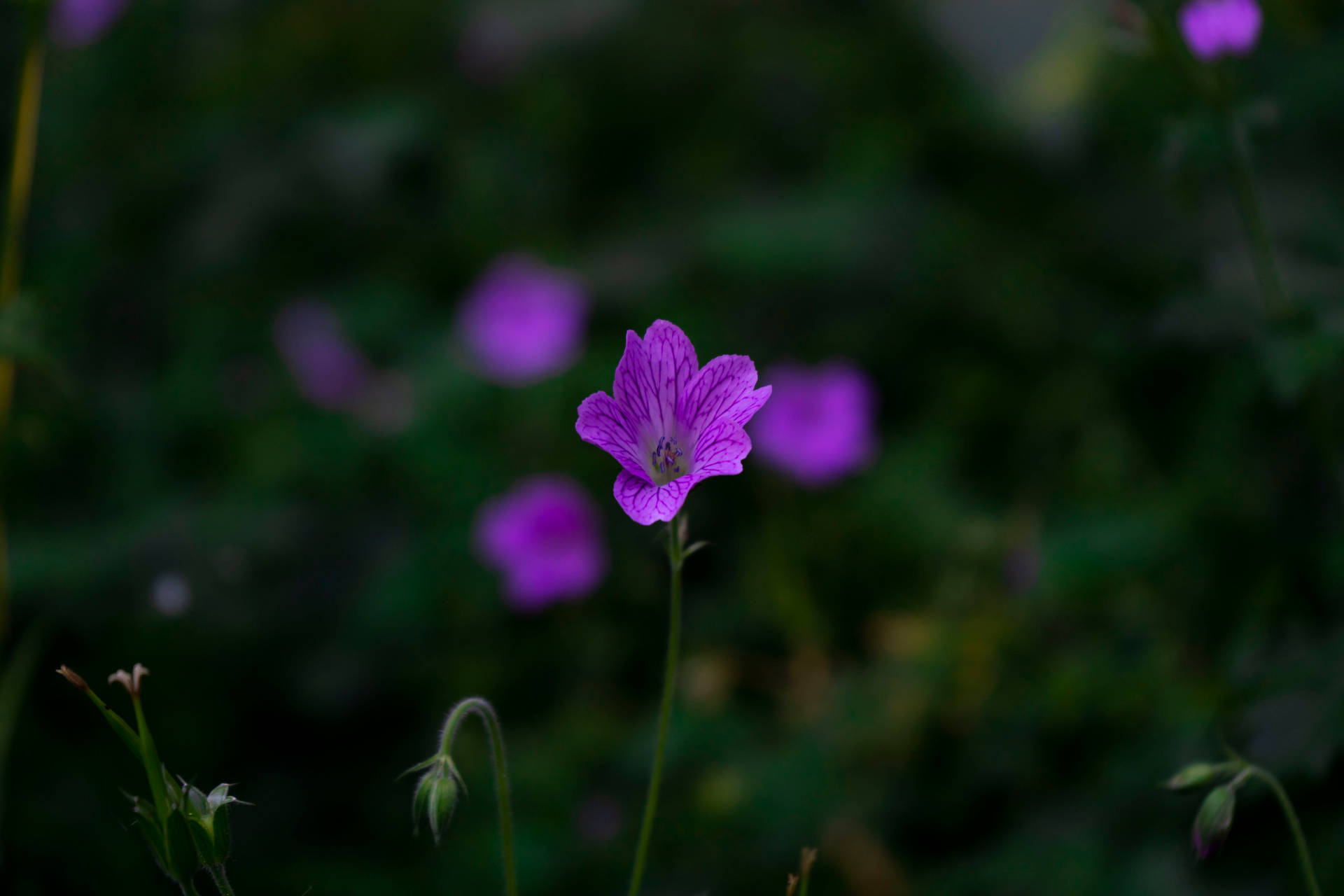 Cute Purple Flower Background