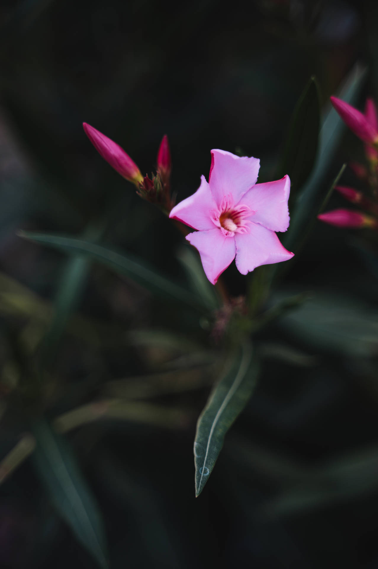 Cute Purple Pink Flower