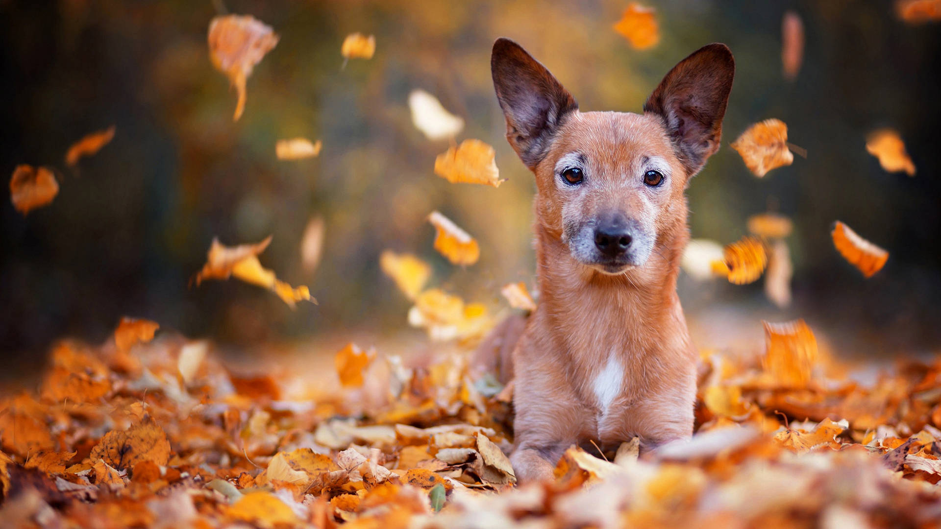 Cute Red Dog On Autumn Leaves Background