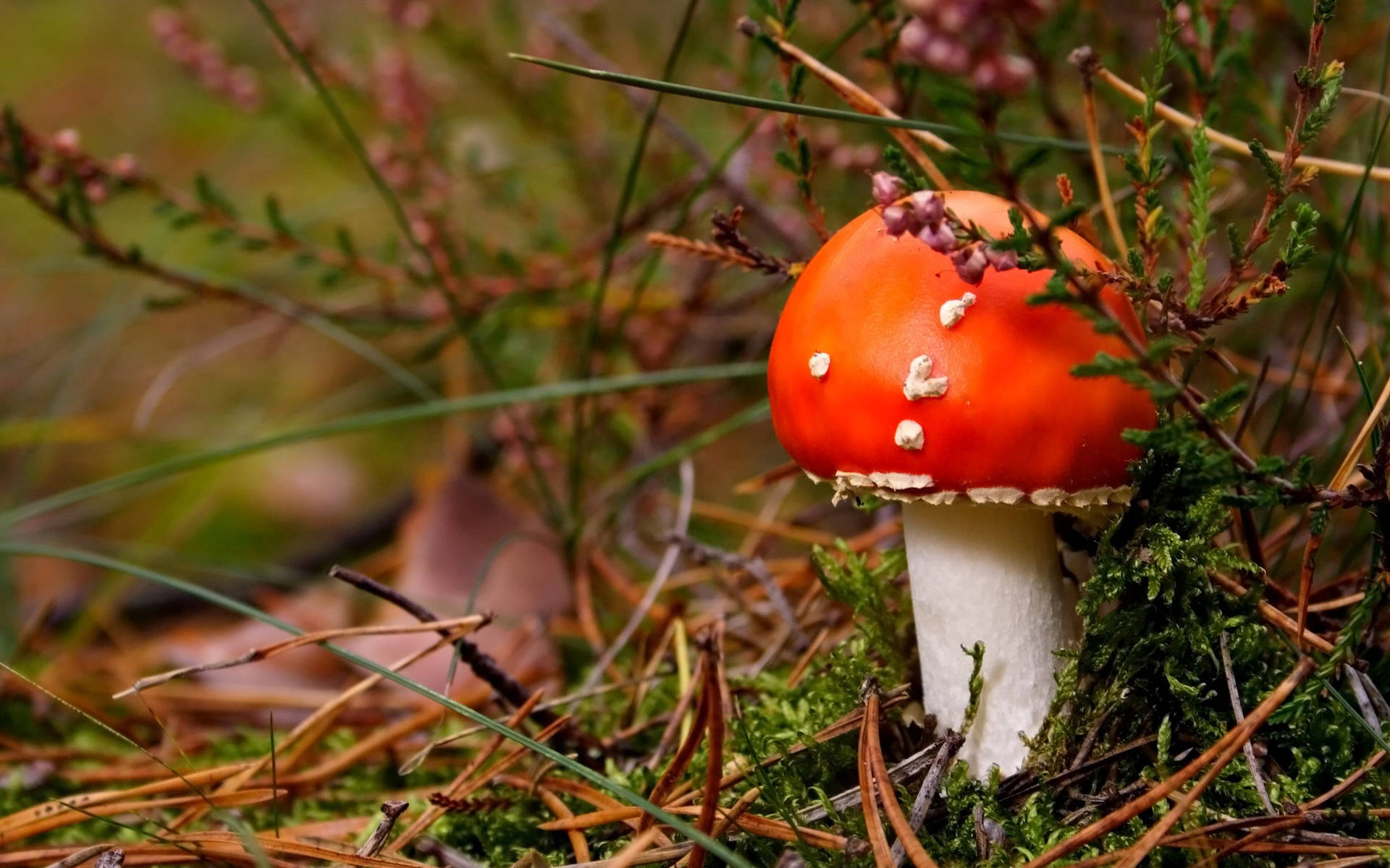 Cute Red Mushroom Behind Grass Background