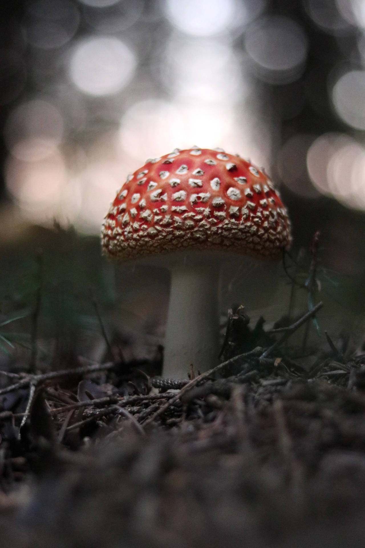 Cute Red Mushroom Growing On Soil Background
