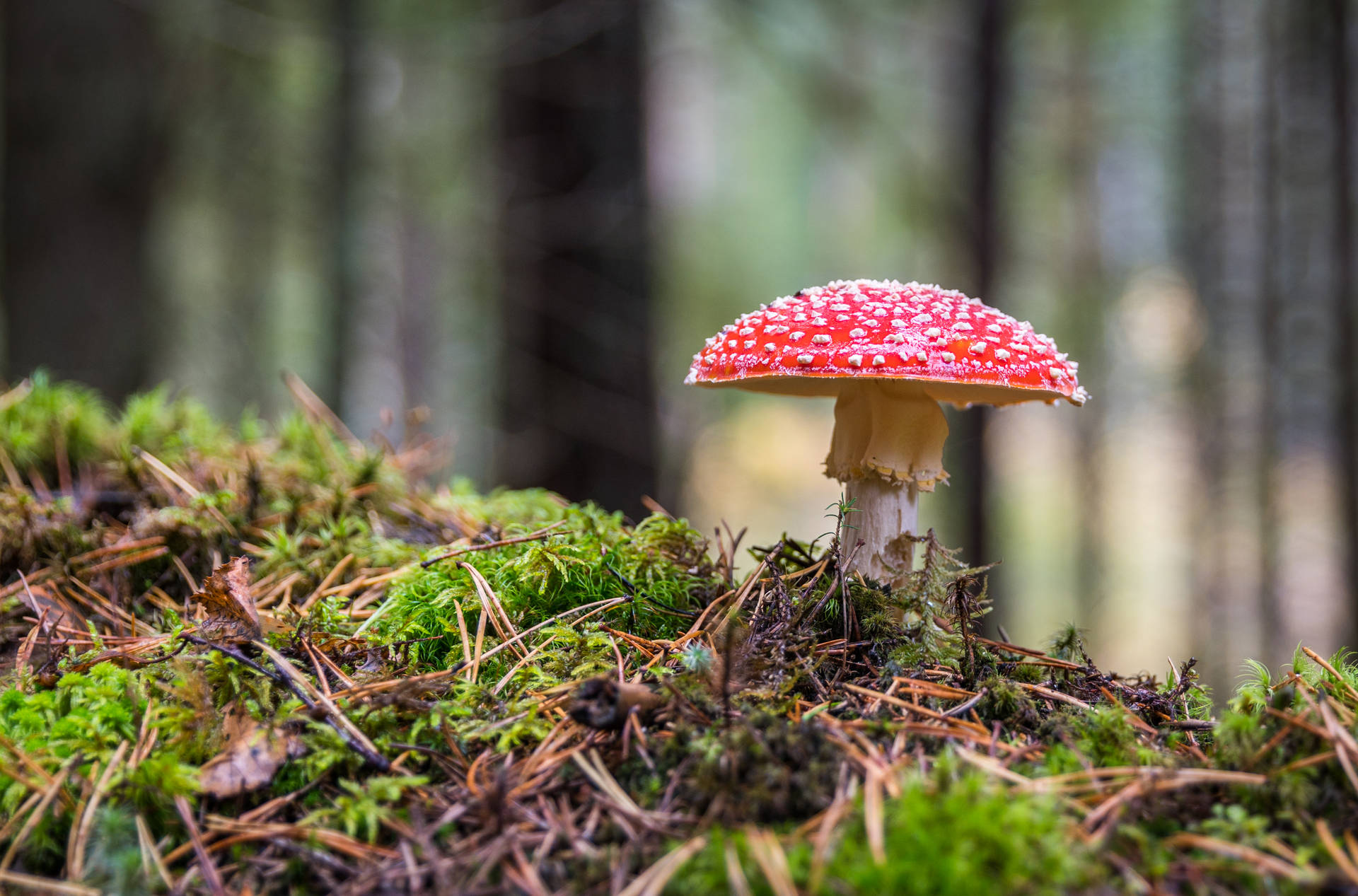 Cute Red Mushroom In Forest Background