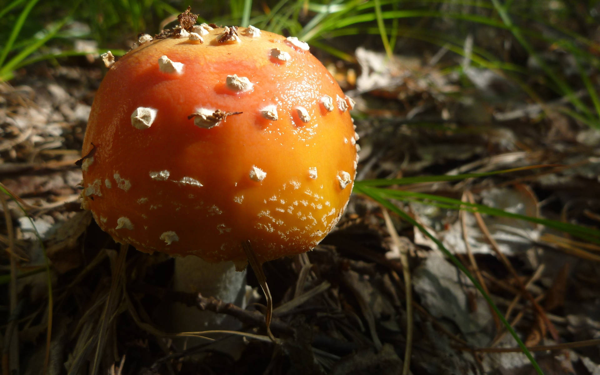 Cute Red Mushroom With Fat Cap Background