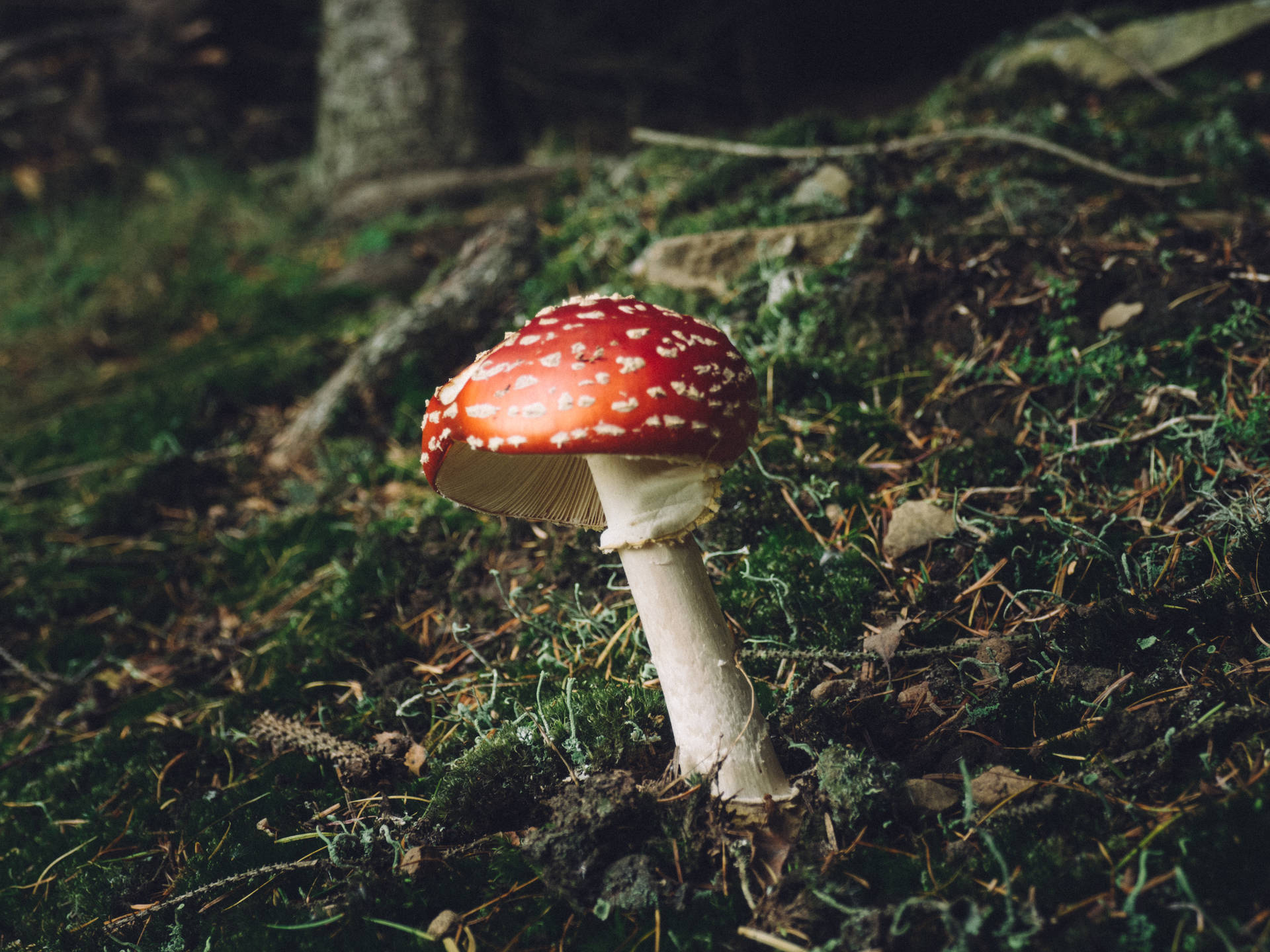 Cute Red Mushroom With Tall Stalk In Forest Background