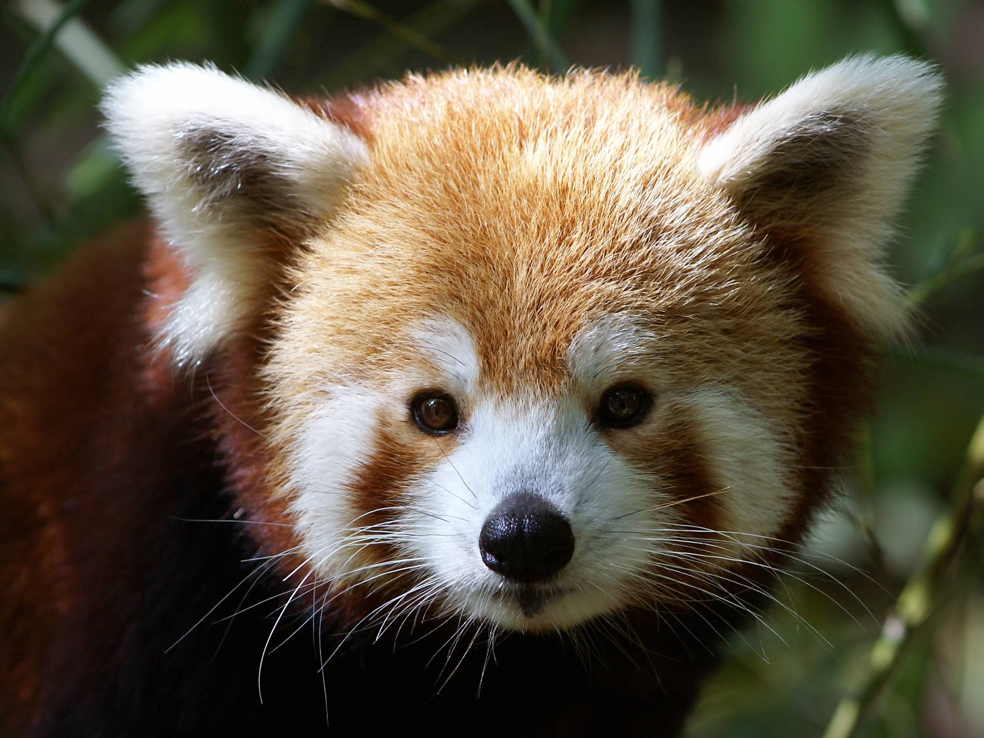 Cute Red Panda Animal Background
