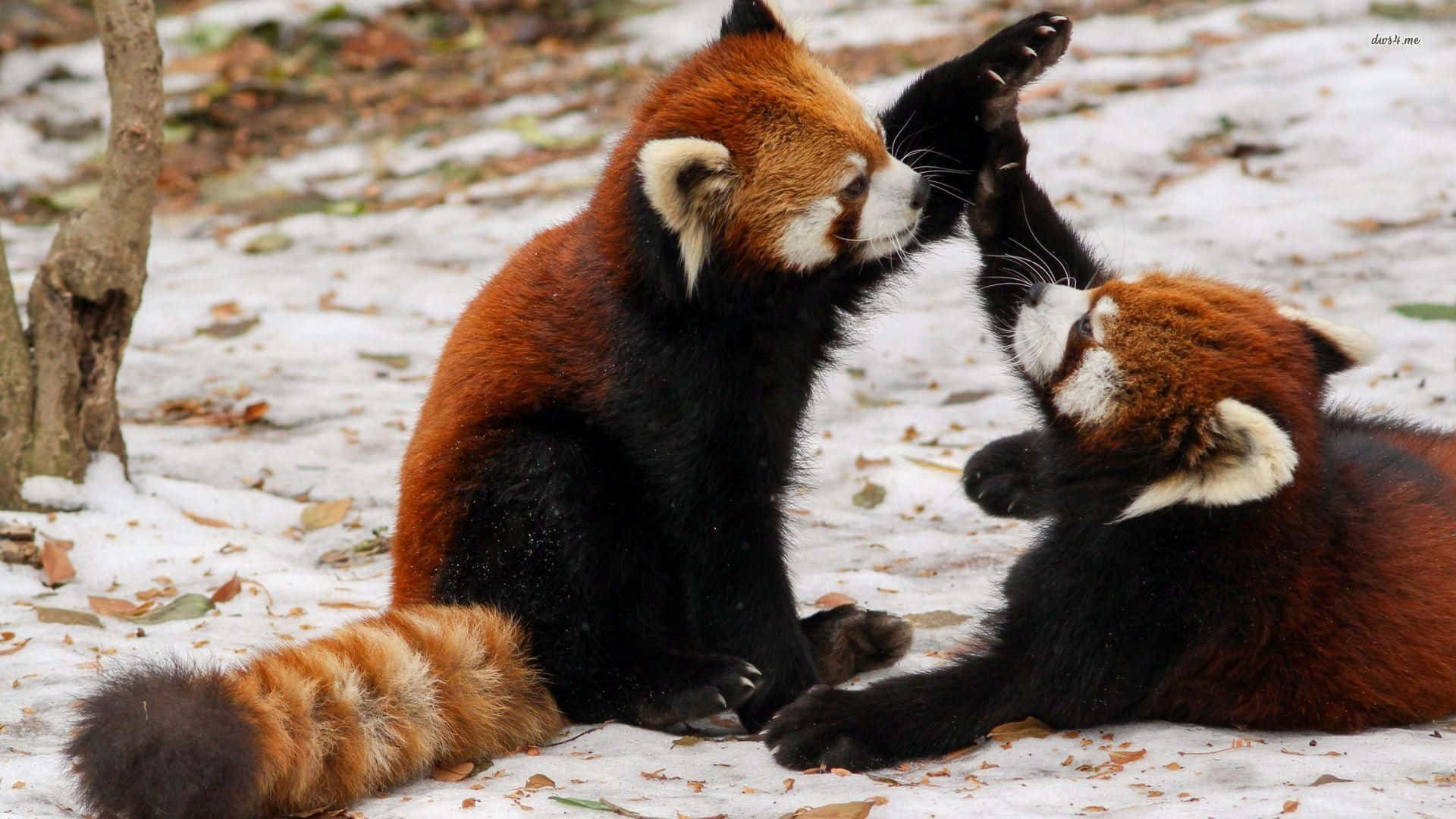 Cute Red Panda Enjoying Its Meal Background