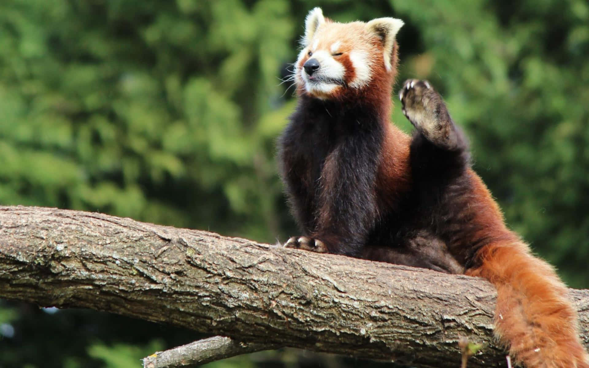 Cute Red Panda Laptop Background