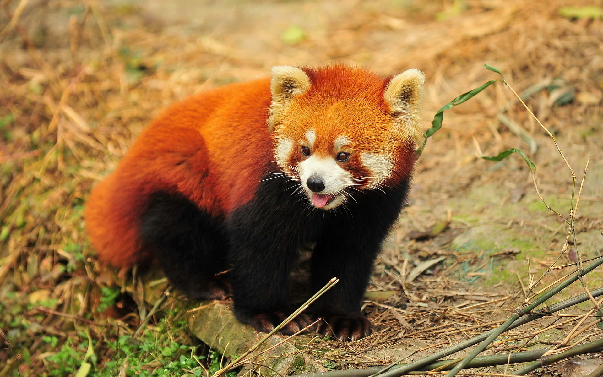 Cute Red Panda Background