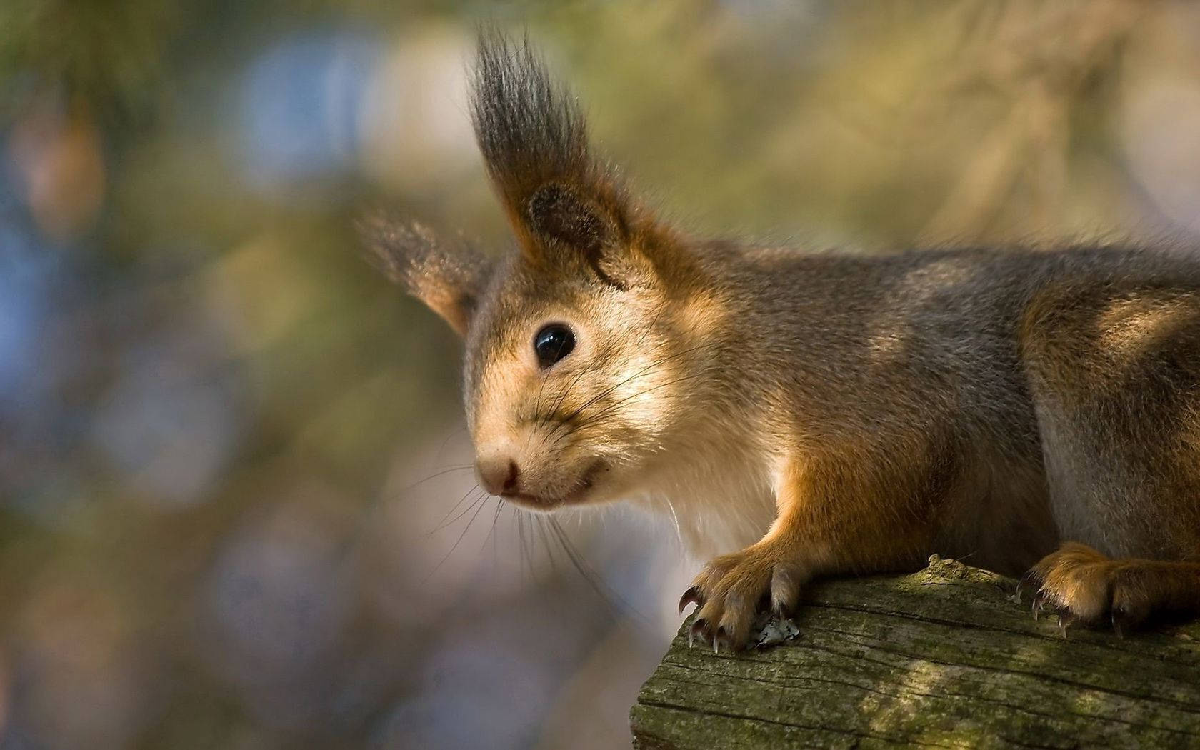 Cute Red Squirrel Animal Background