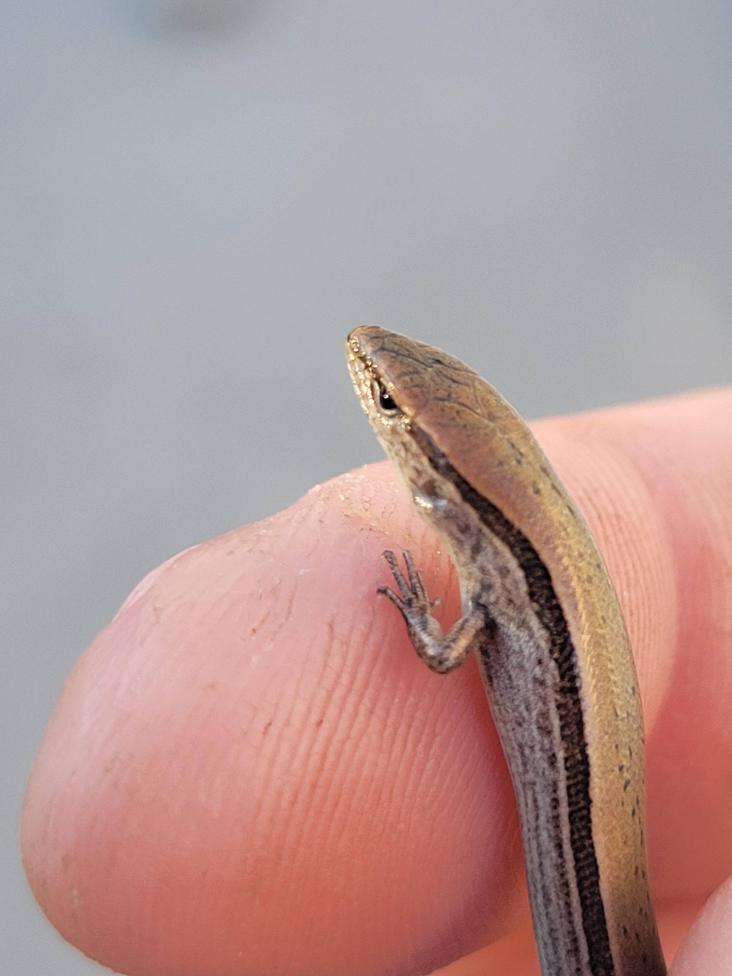 Cute Reptile Brown Ground Skink Background