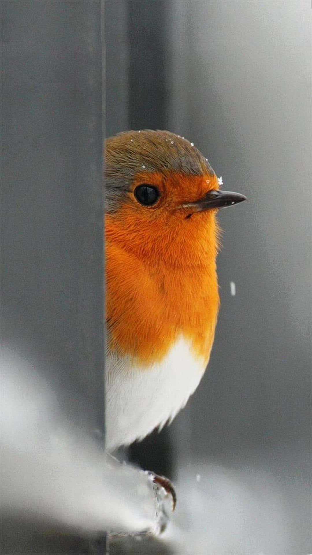 Cute Robin Bird Iphone Background