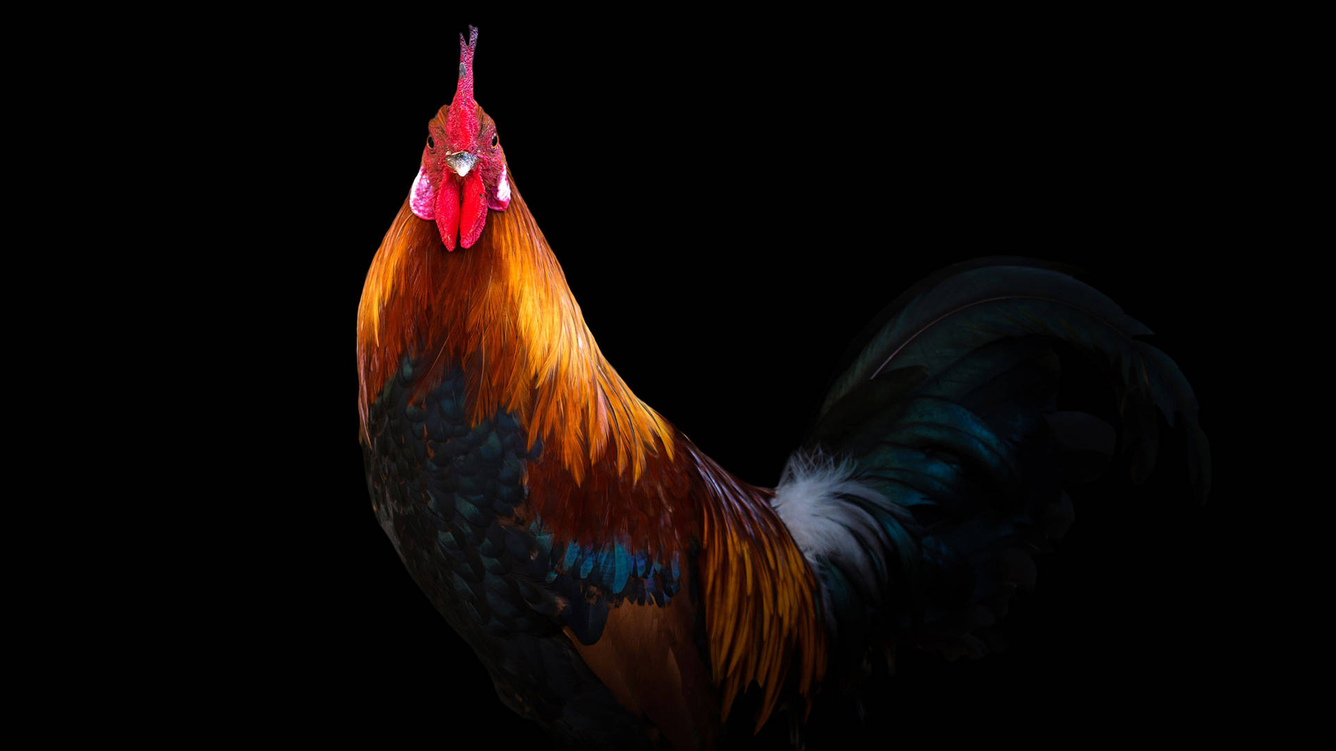 Cute Rooster In Black Background