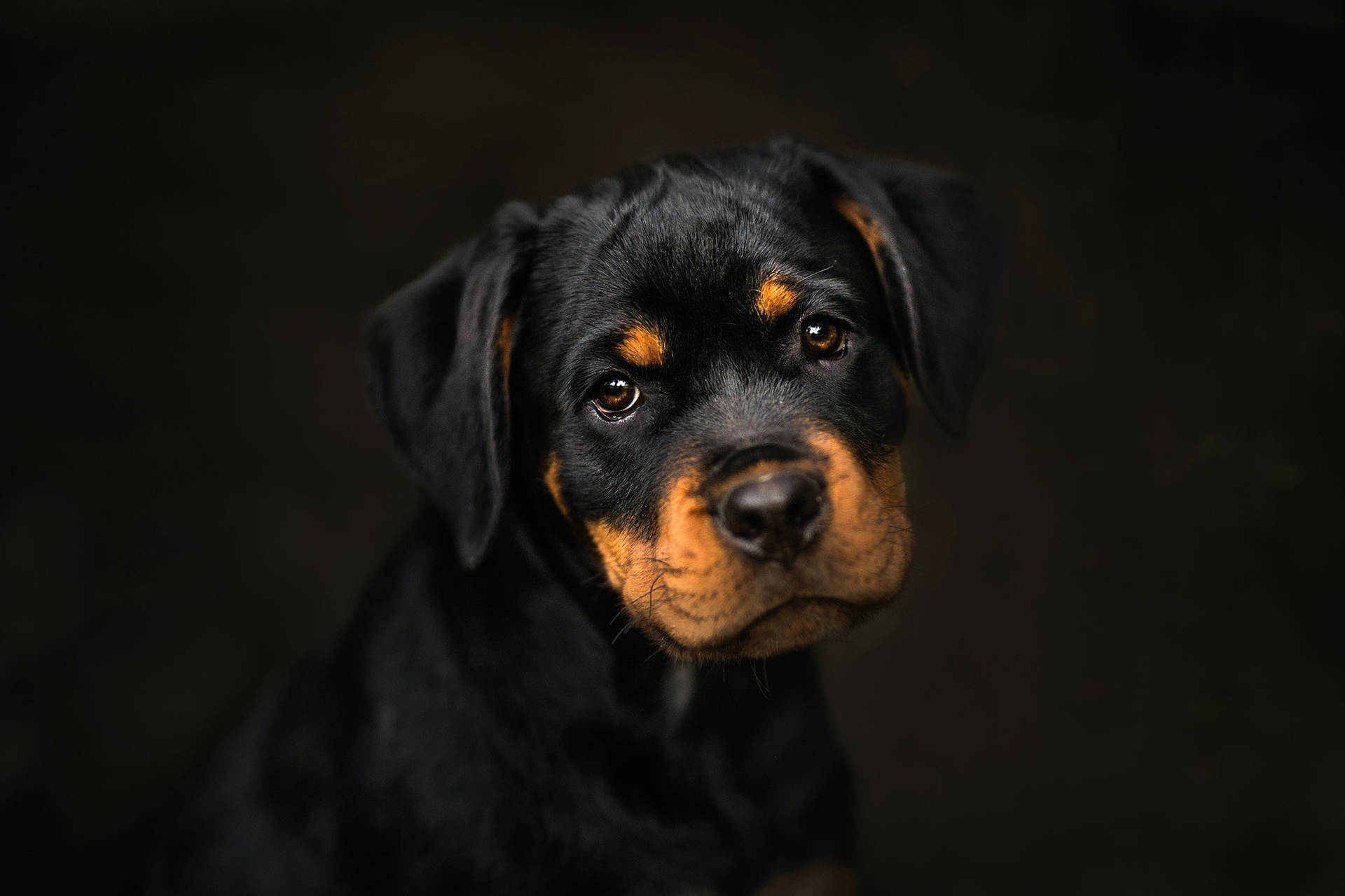 Cute Rottweiler Puppy Background
