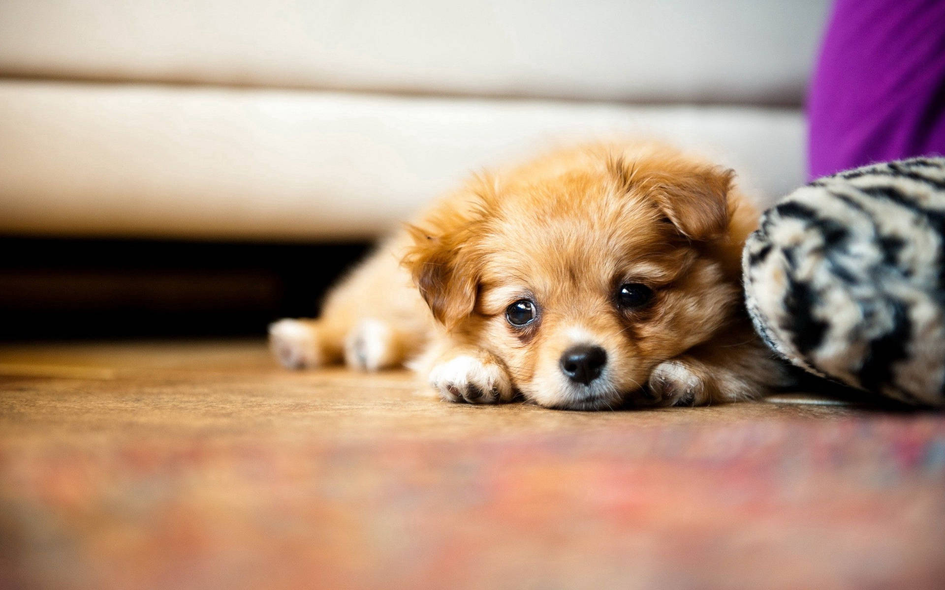 Cute Sad Face Puppy Background