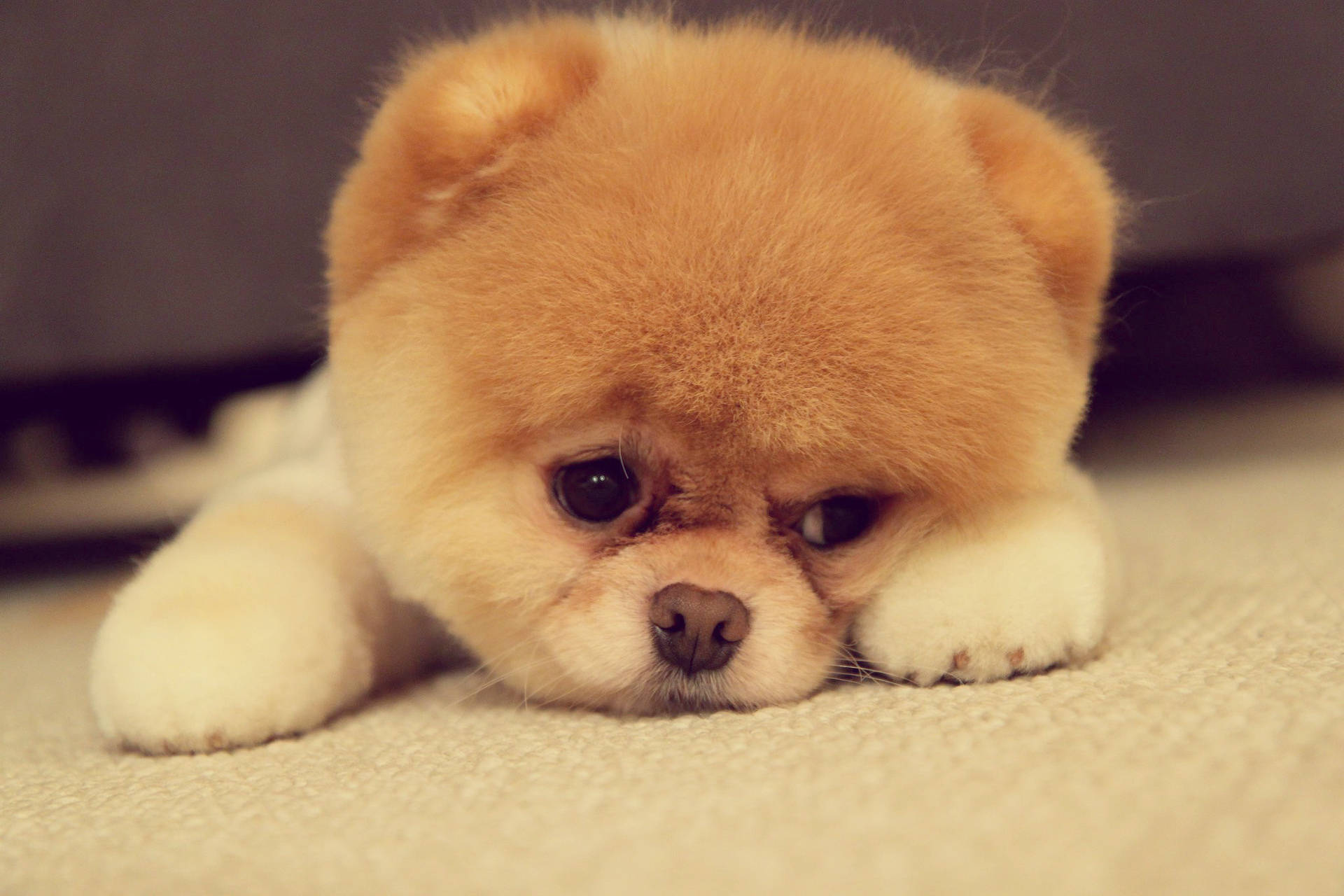 Cute Sad Pomeranian Puppy Background