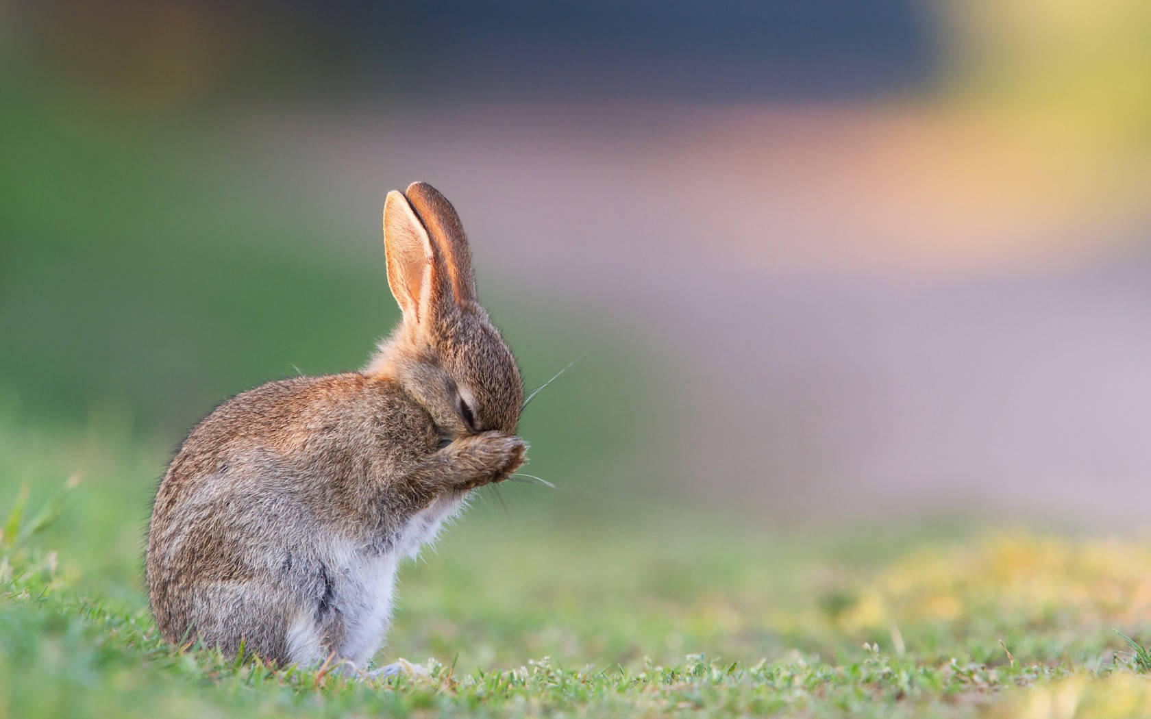 Cute Sad Rabbit Background