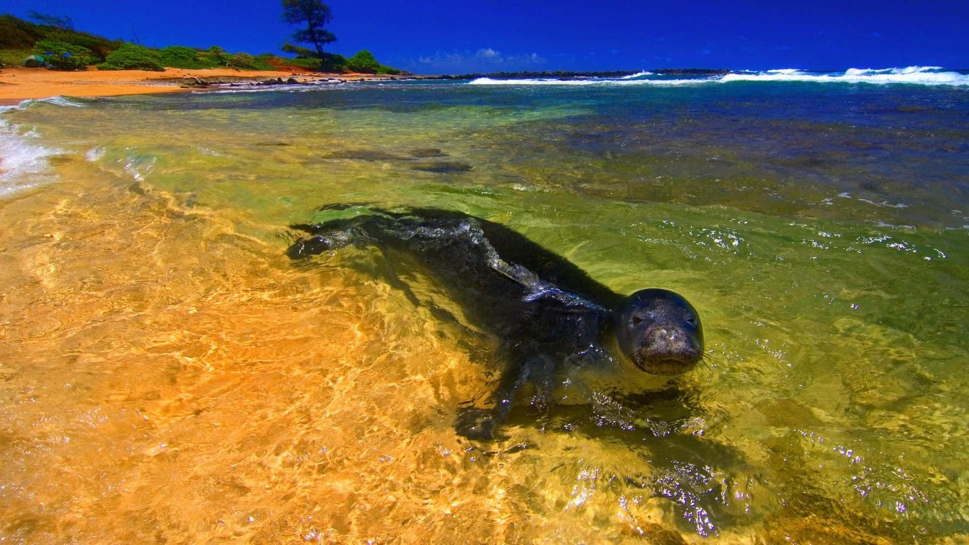 Cute Seal On A Beach During Summer Background