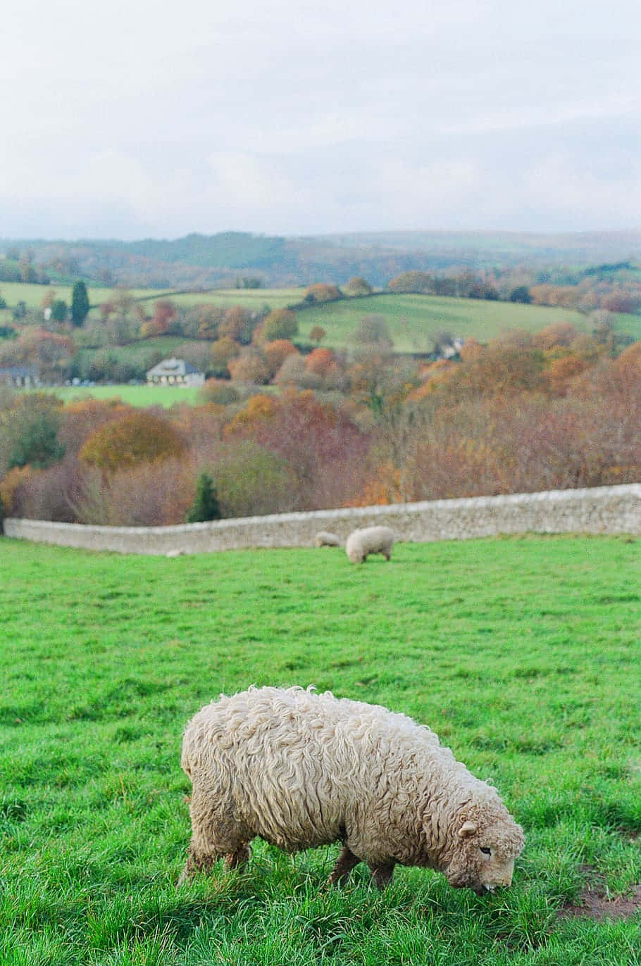 Cute Sheep In The Countryside