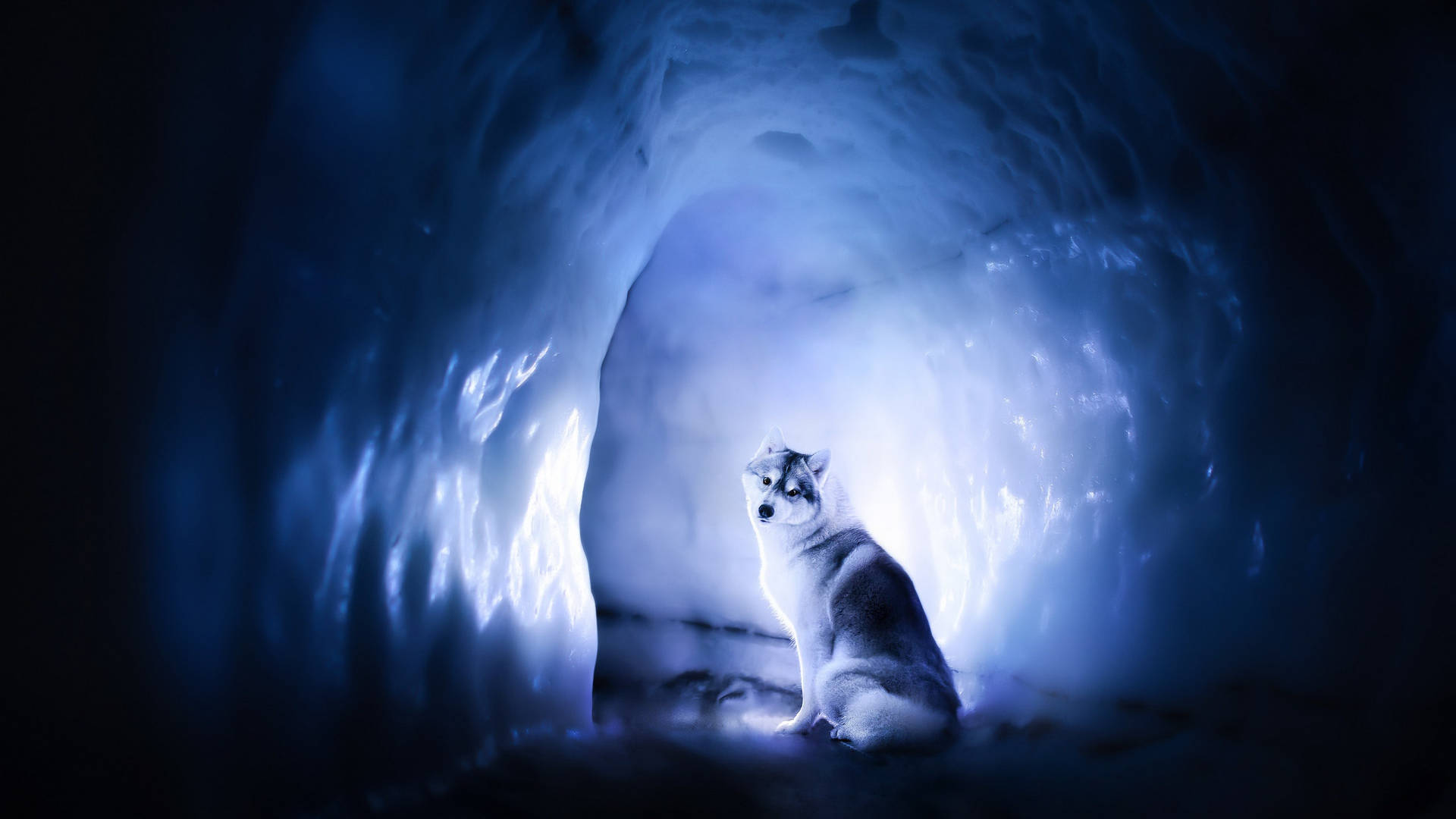 Cute Siberian Husky Dog In Cave