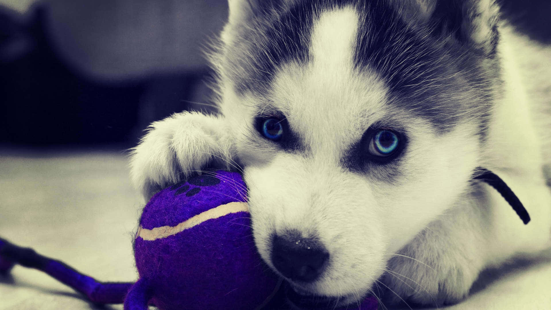 Cute Siberian Husky Puppy Background