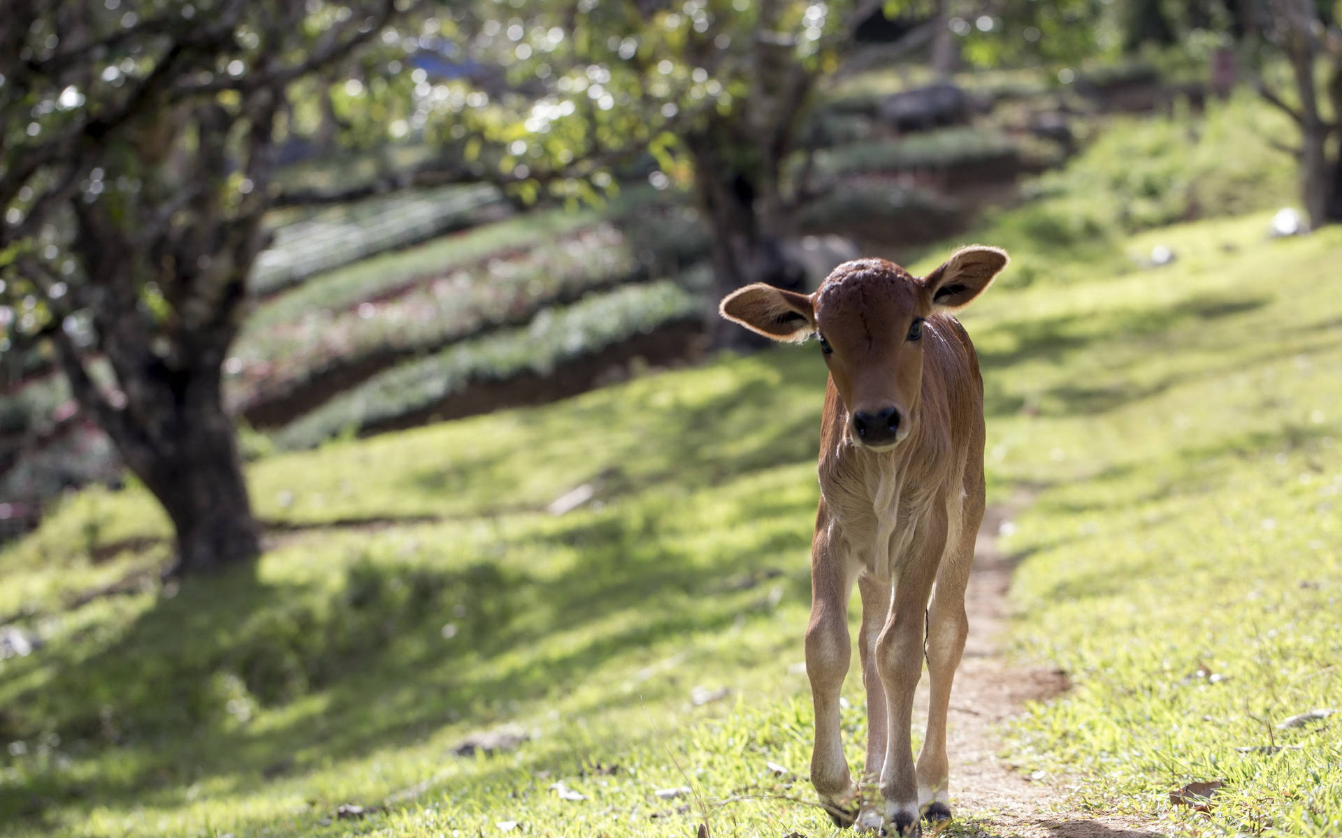 Cute Skinny Cow Walking On Grass Path Background