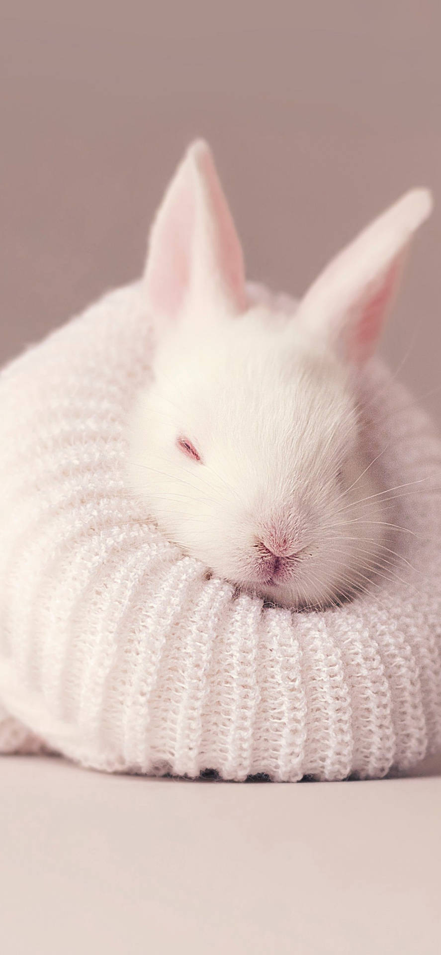 Cute Sleeping Baby Bunny