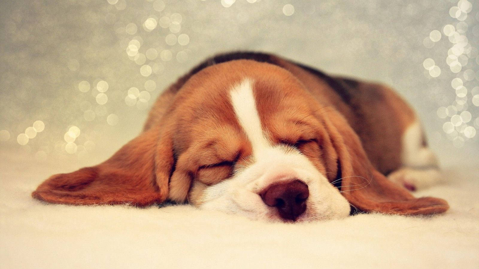 Cute Sleeping Beagle Dog Background