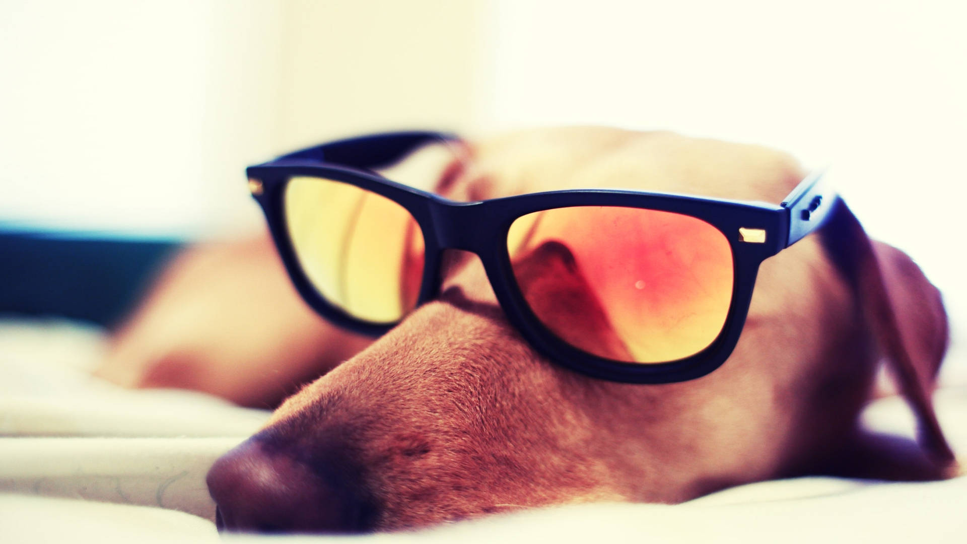 Cute Sleeping Dog With Sunglasses