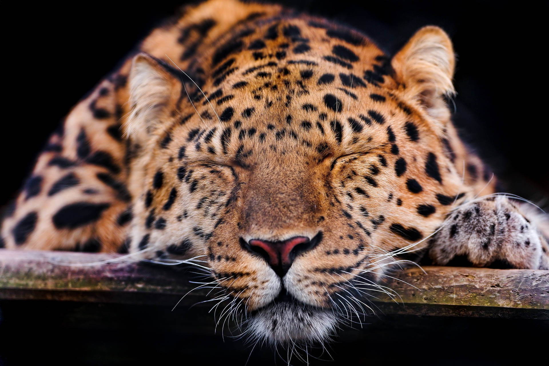 Cute Sleeping Leopard Hd Background
