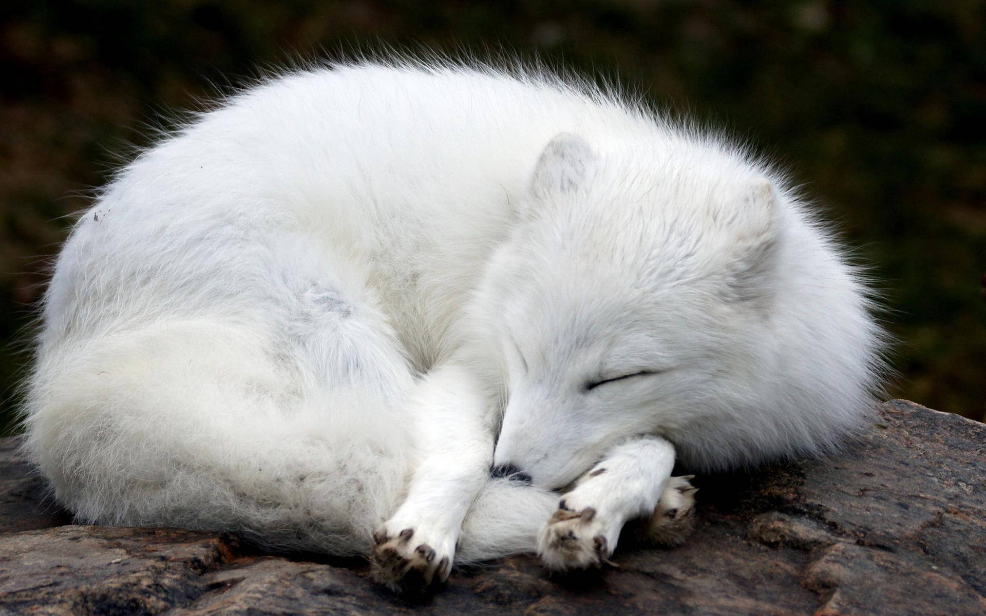 Cute Sleeping White Fox Background