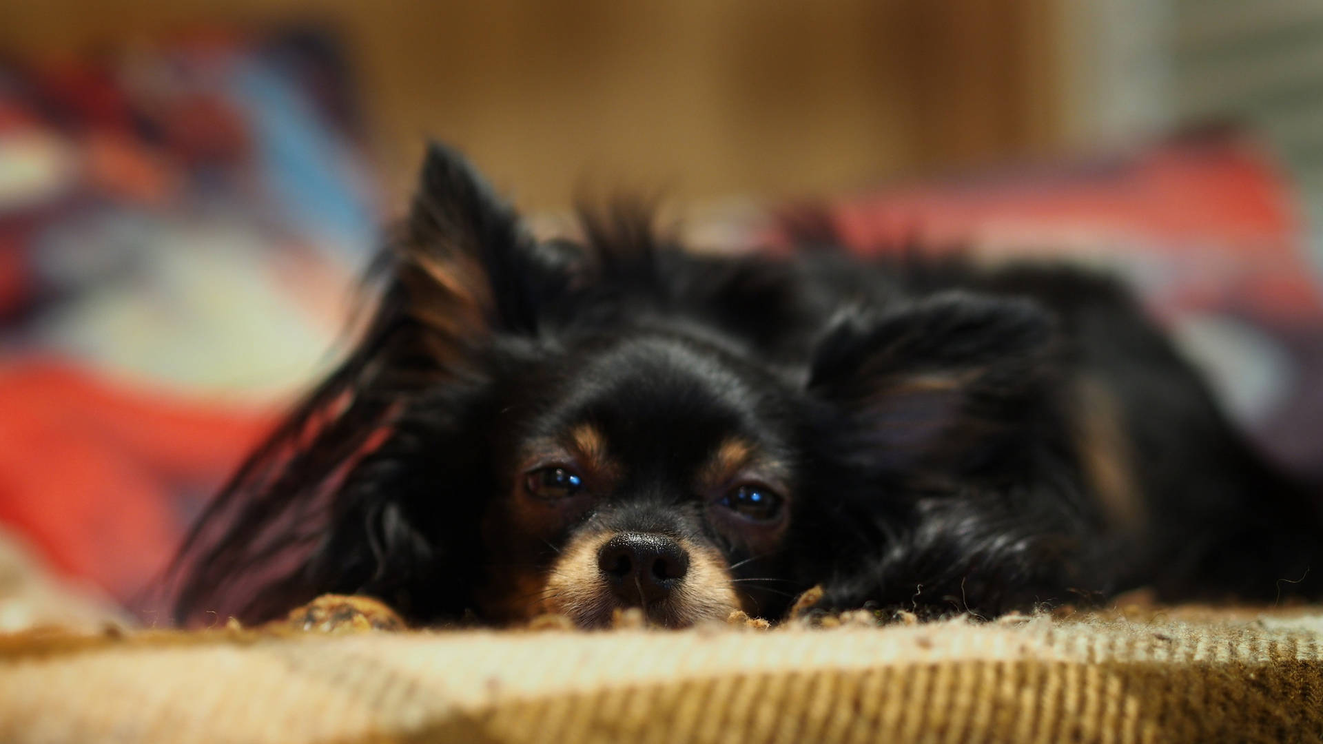 Cute Sleepy Long Haired Chihuahua Dog