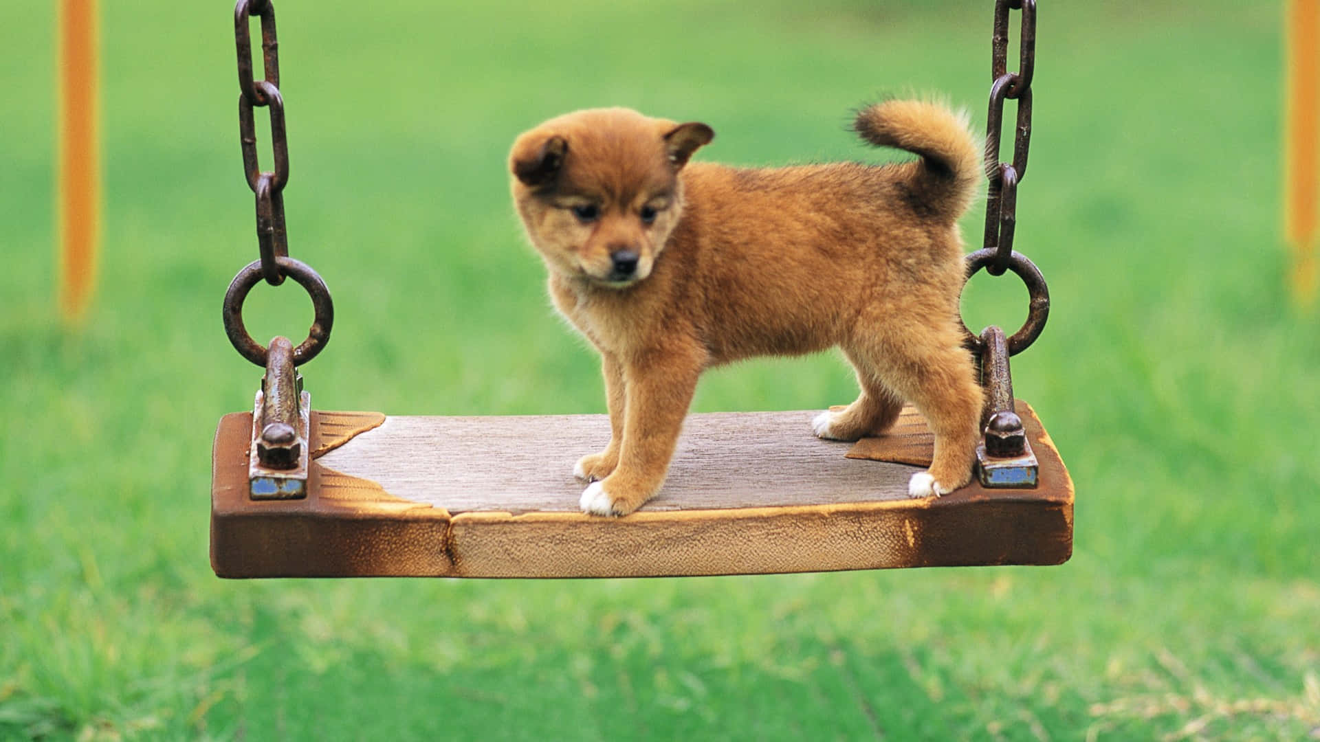 Cute Small Dog Shiba Inu Background