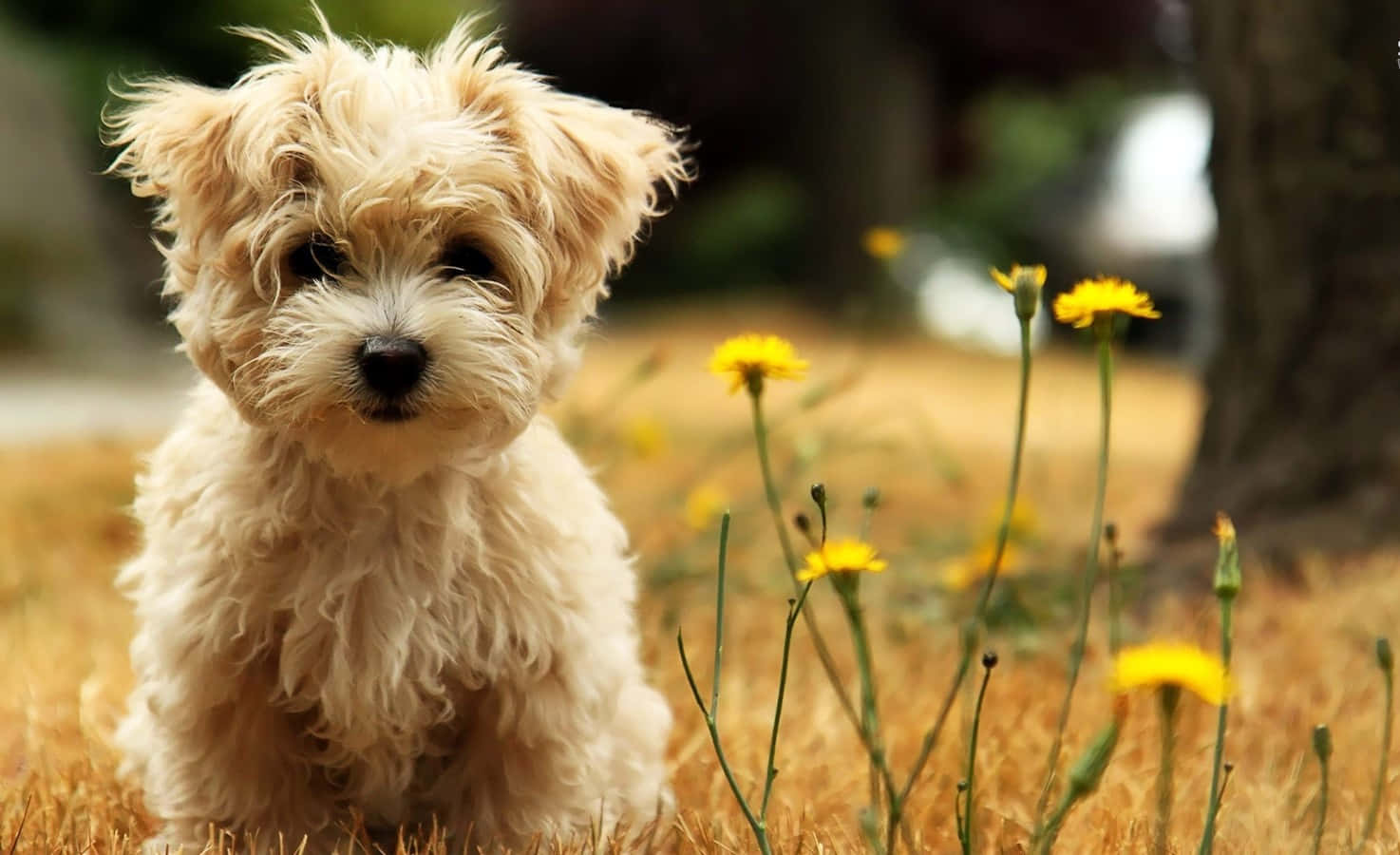 Cute Small Dog Shih Tzu In Bokeh Light Background