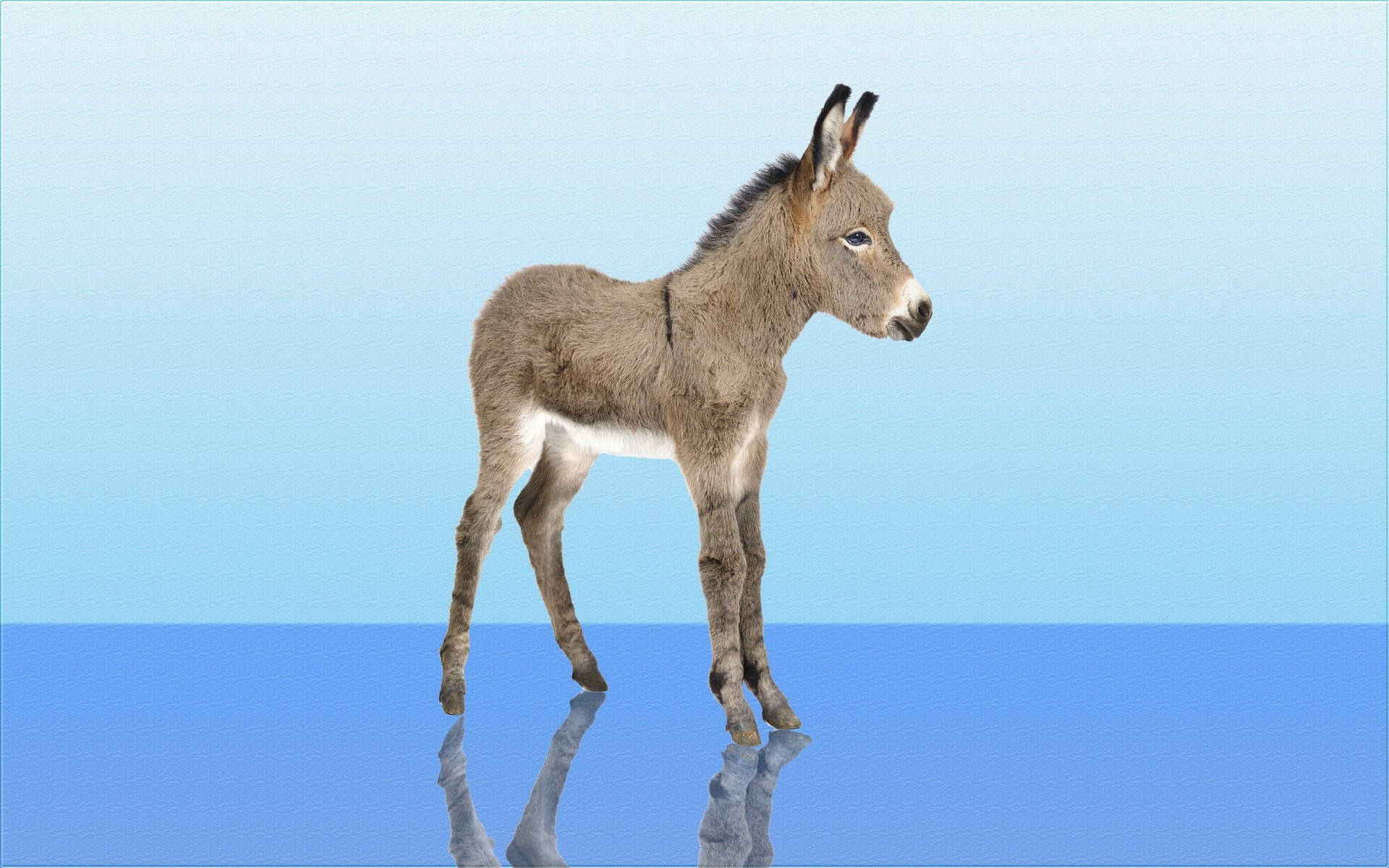 Cute Small Donkey Background