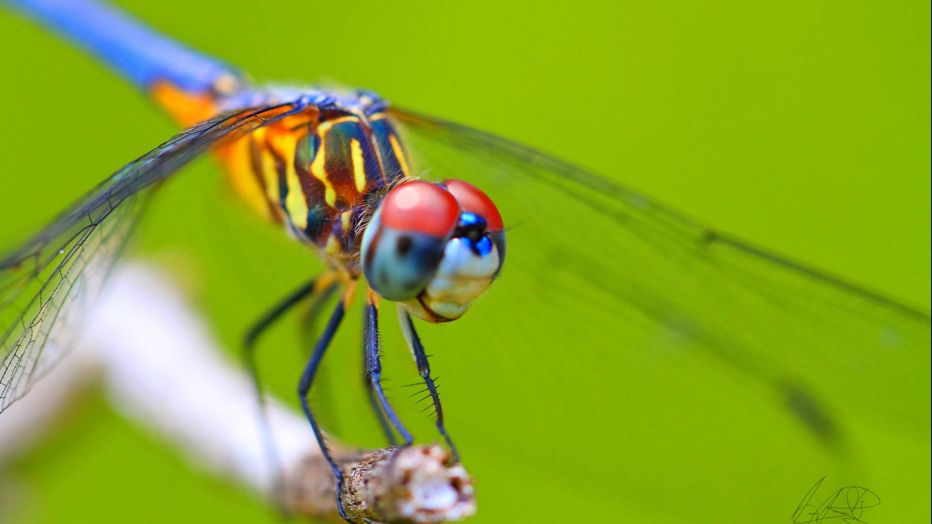 Cute Smiling Dragonfly Background