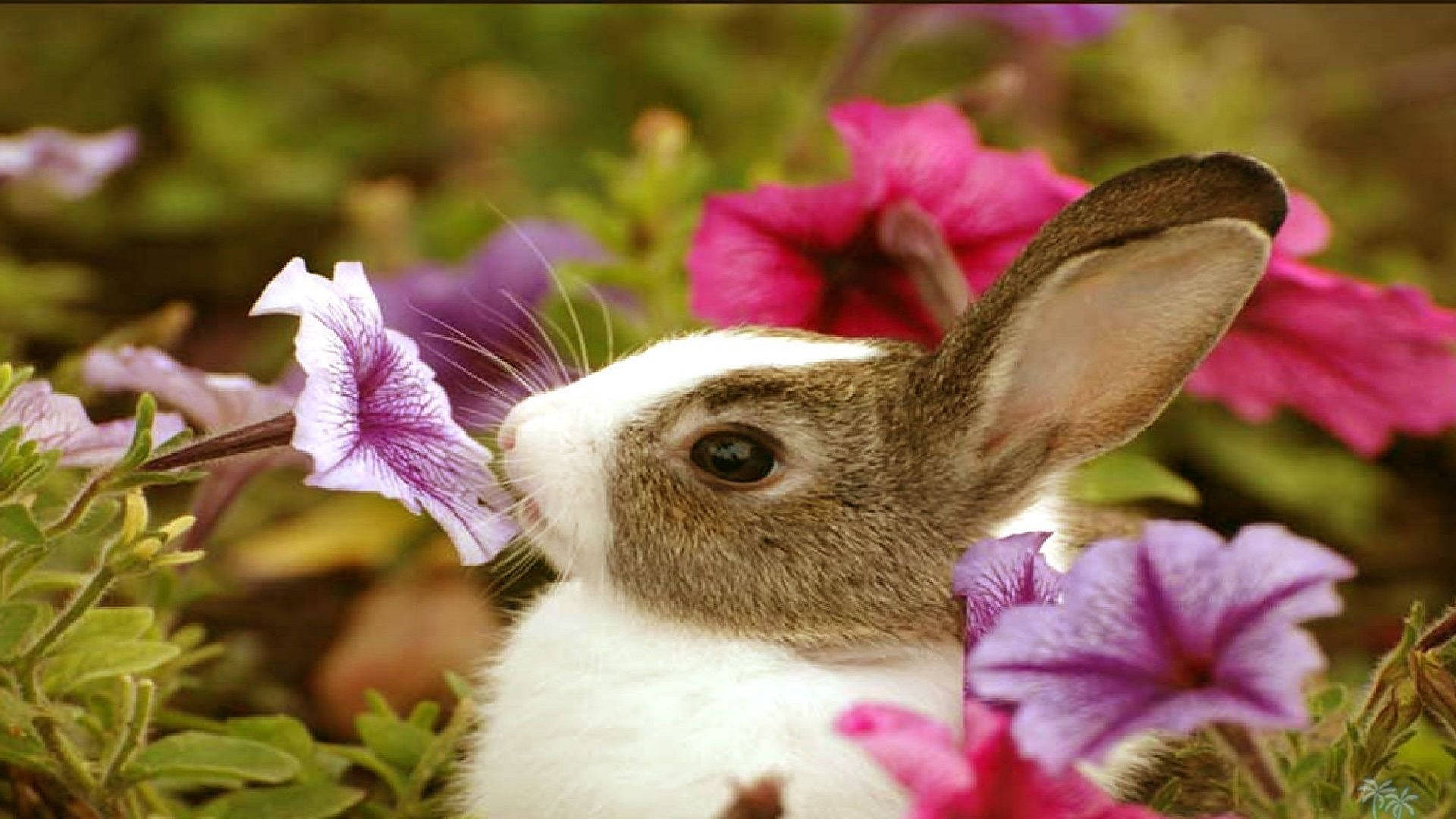 Cute Spring Baby Bunny