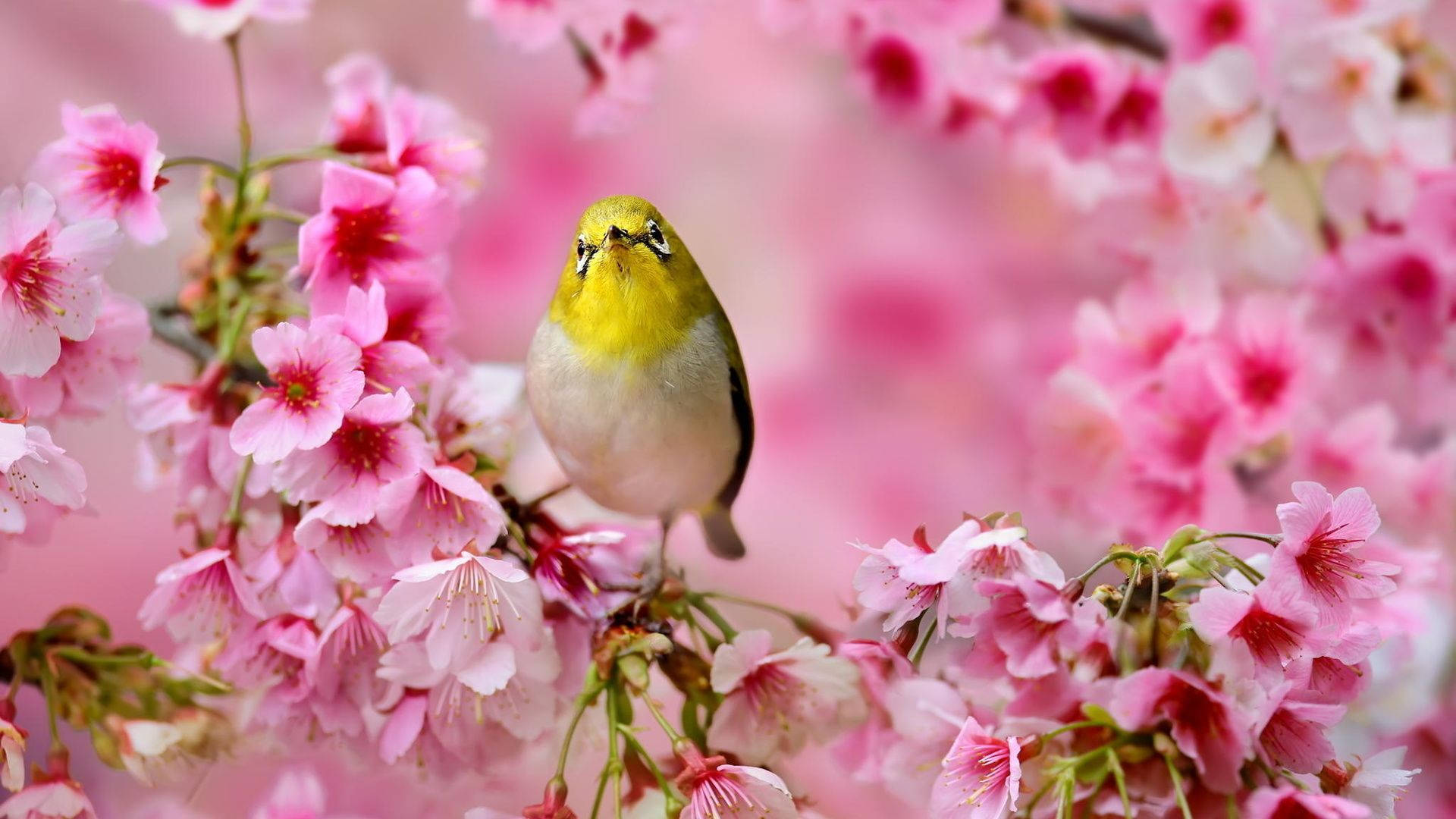 Cute Spring Bird Background