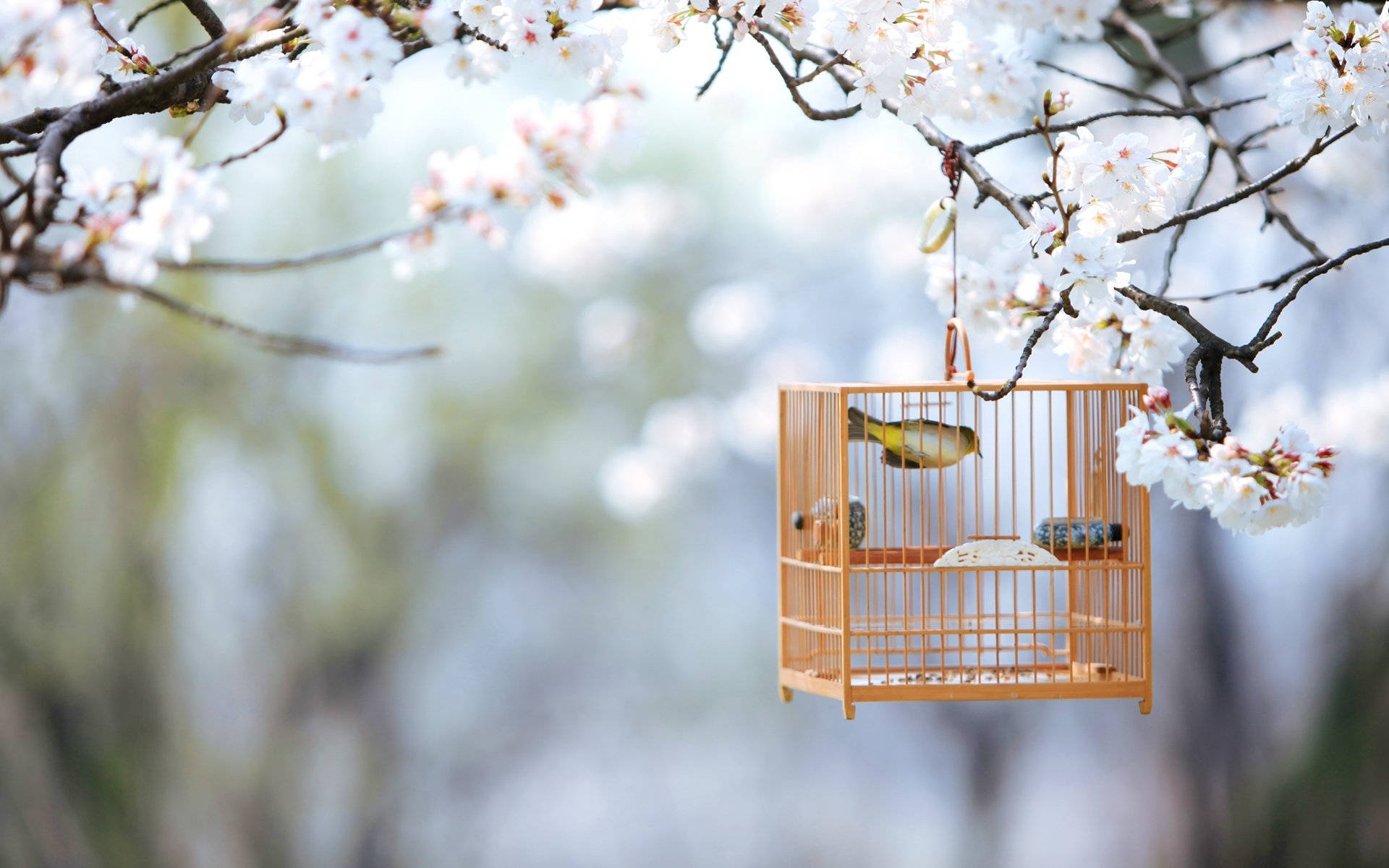 Cute Spring Bird Cage Background