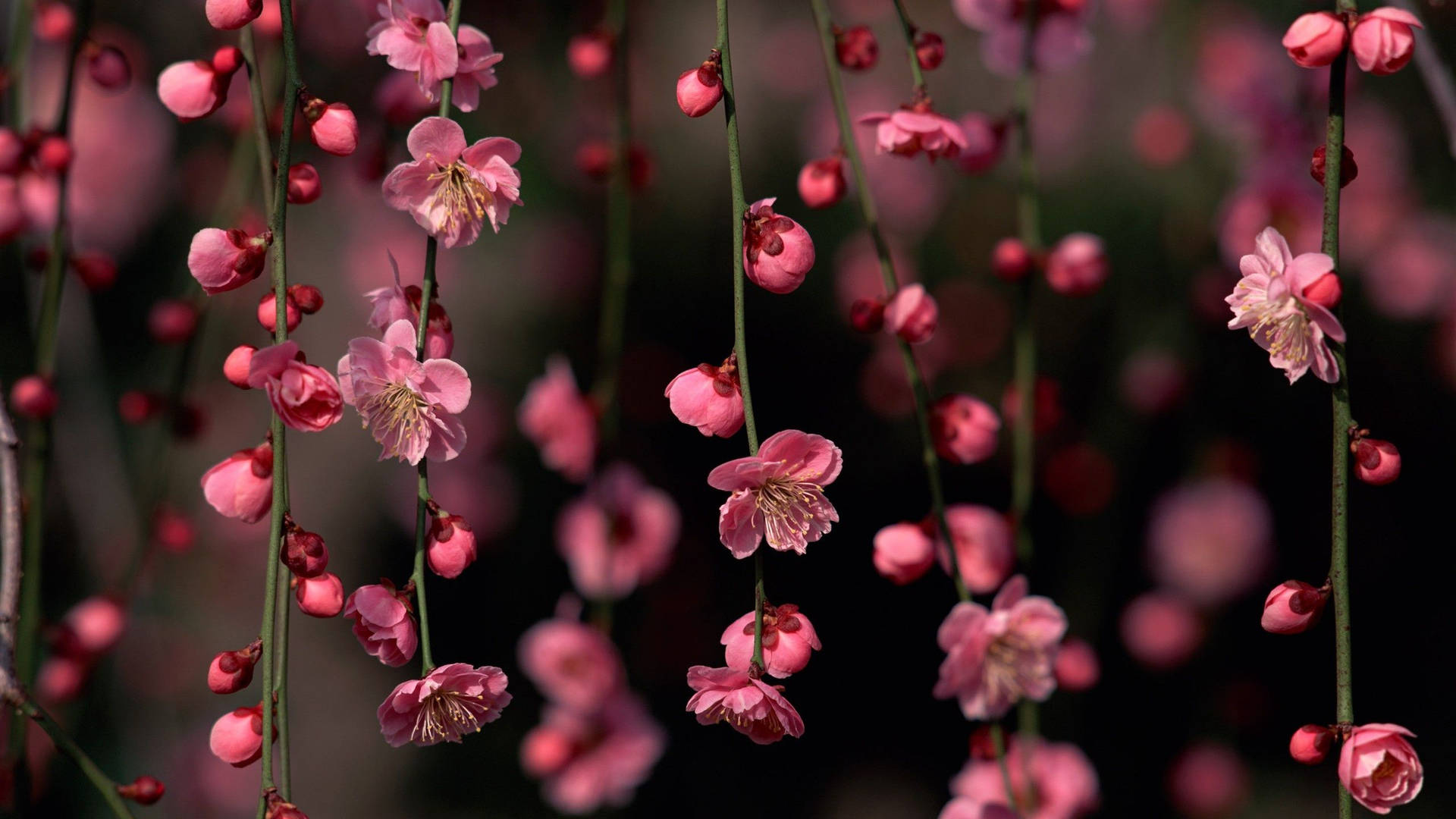 Cute Spring Blossom Vines