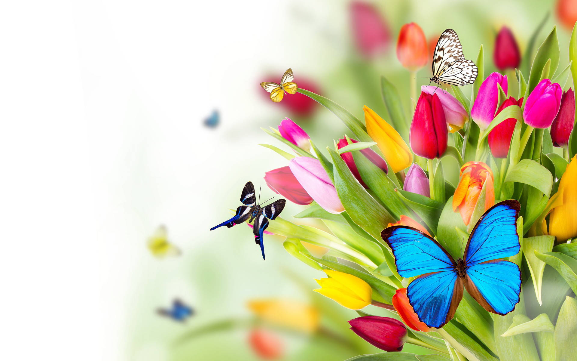 Cute Spring Butterflies And Tulips