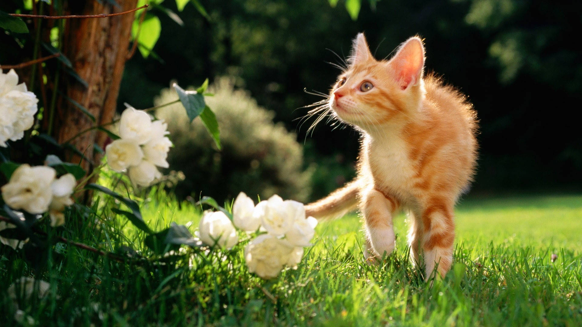 Cute Spring Curious Cat