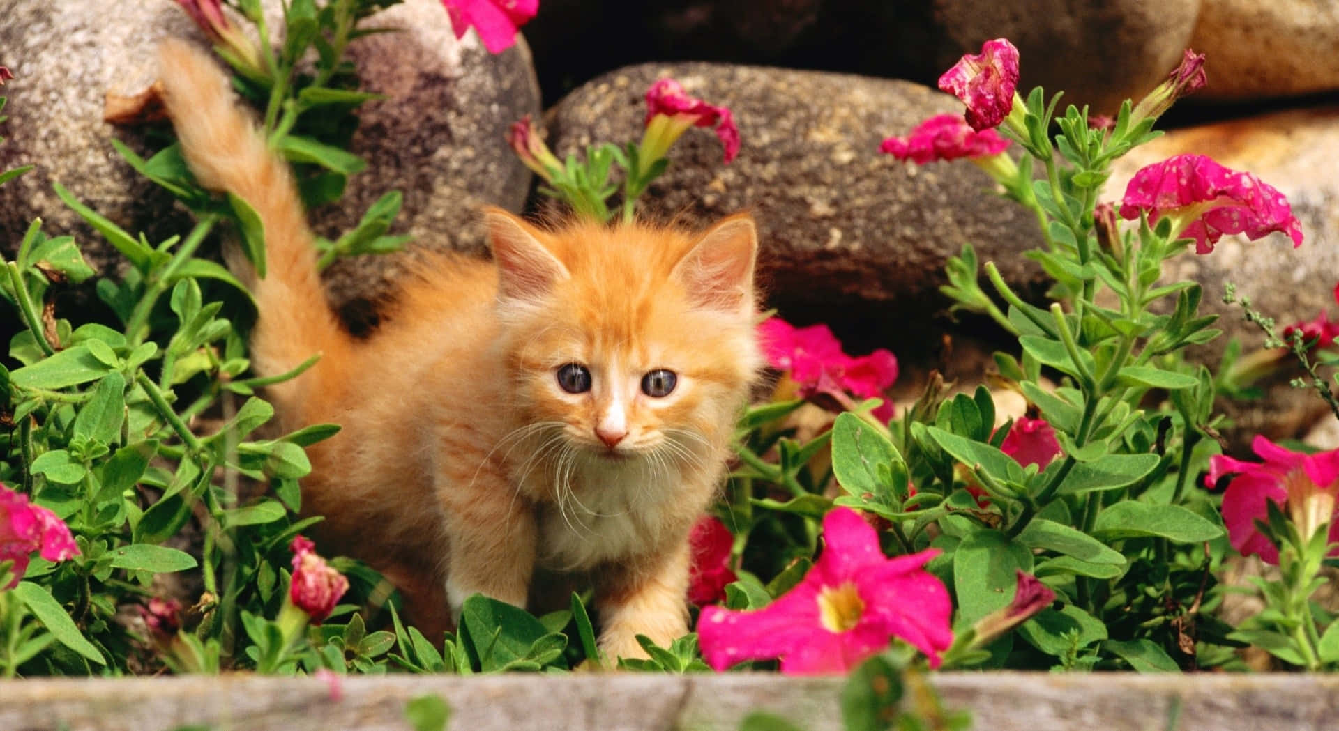 Cute Spring Desktop Little Kitten Background