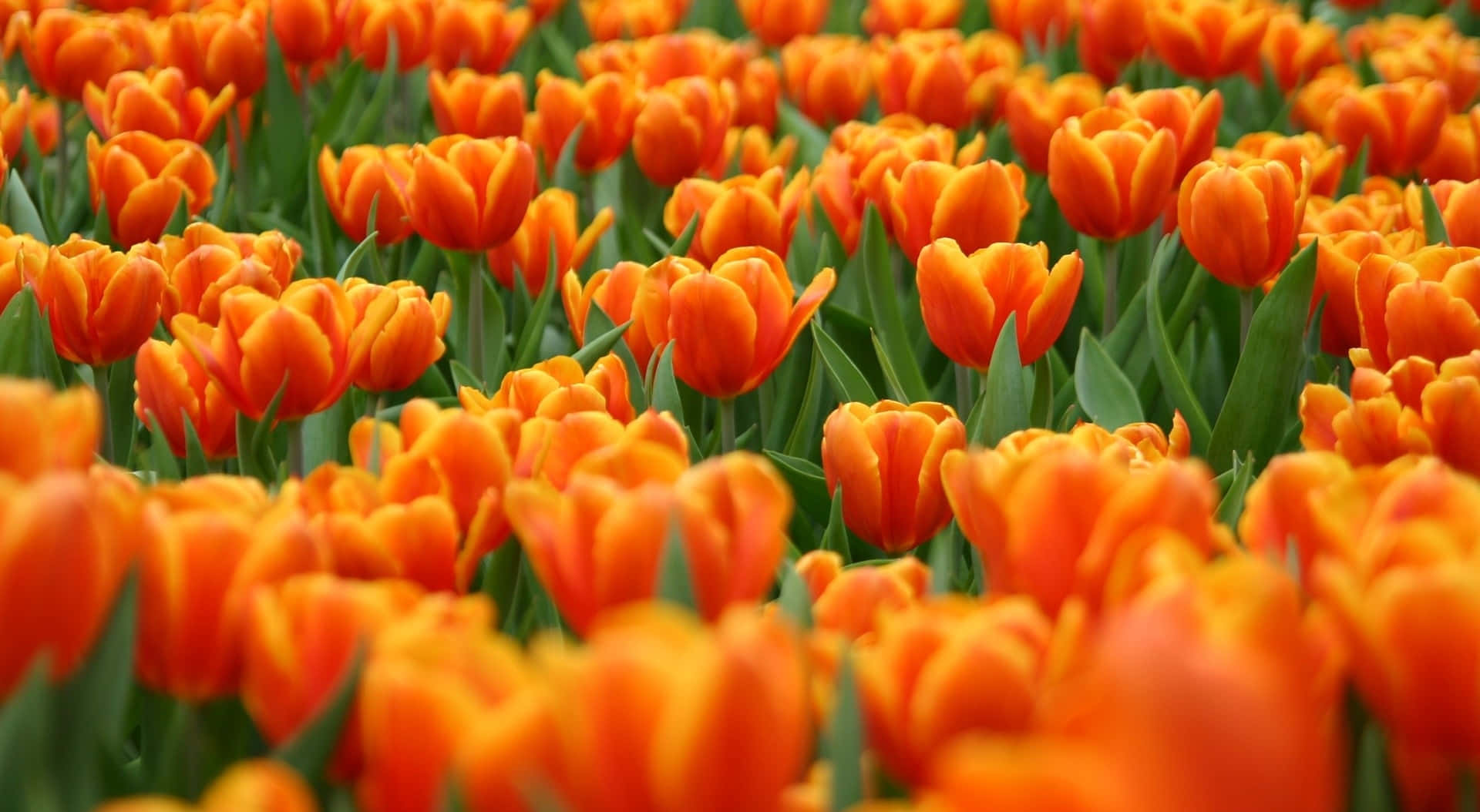 Cute Spring Desktop Orange Tulip Background