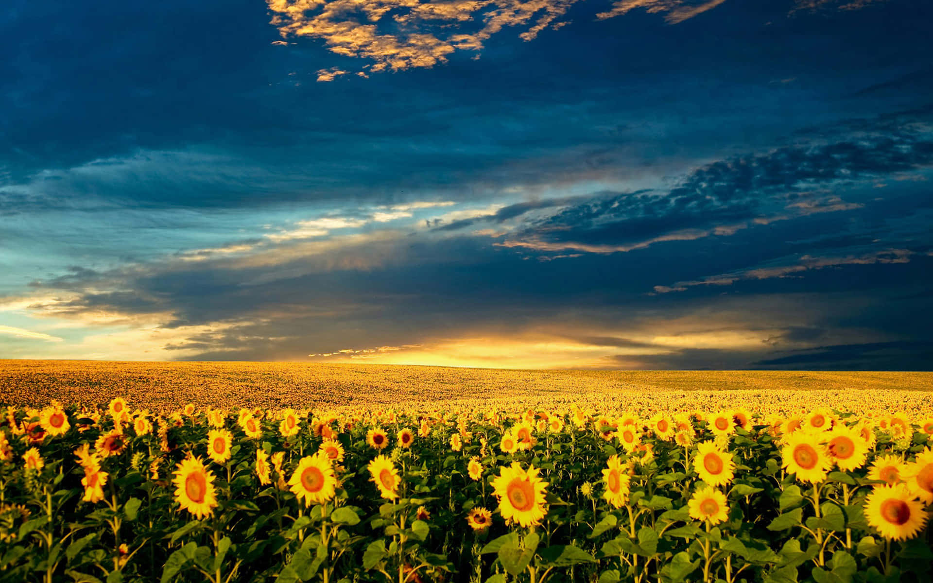 Cute Spring Desktop Sunflower Field Background