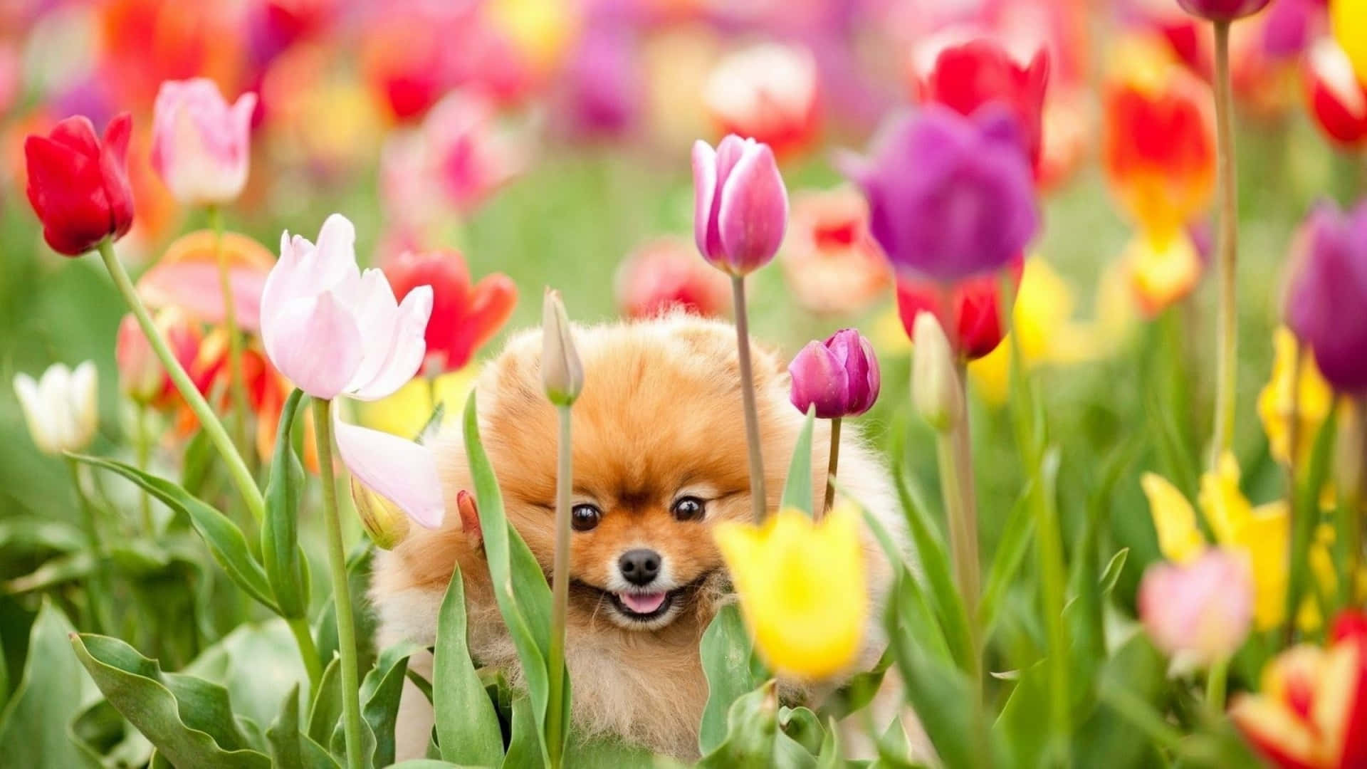 Cute Spring Desktop Tulip With Puppy Background