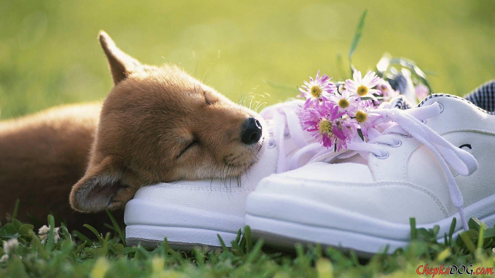 Cute Spring Dog On Shoes