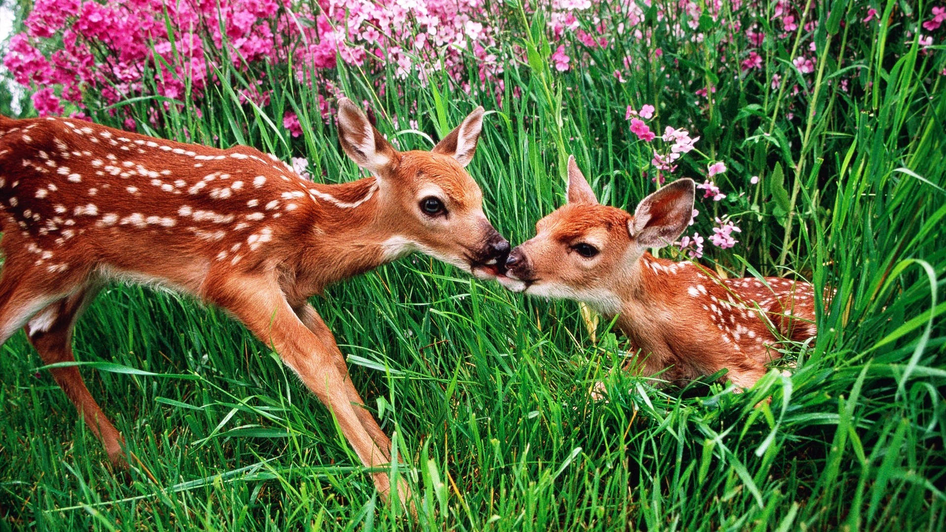 Cute Spring Kissing Fawns Background
