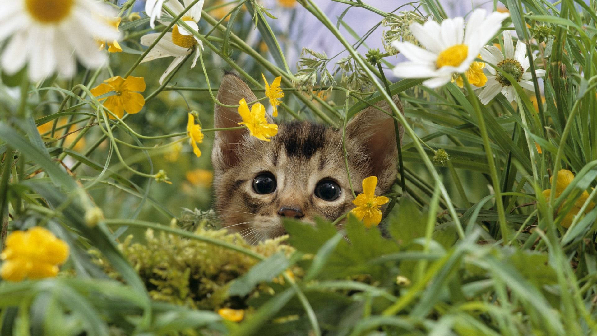 Cute Spring Kitten