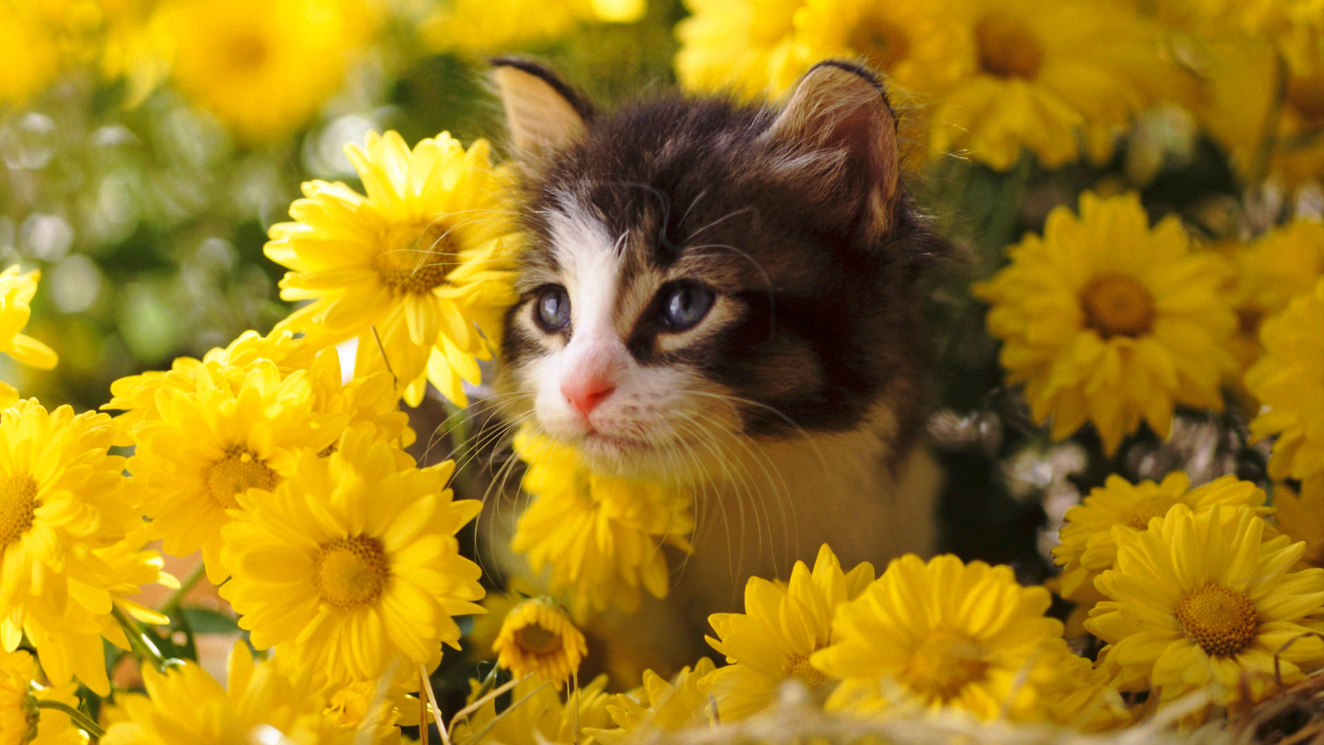 Cute Spring Kitten Background