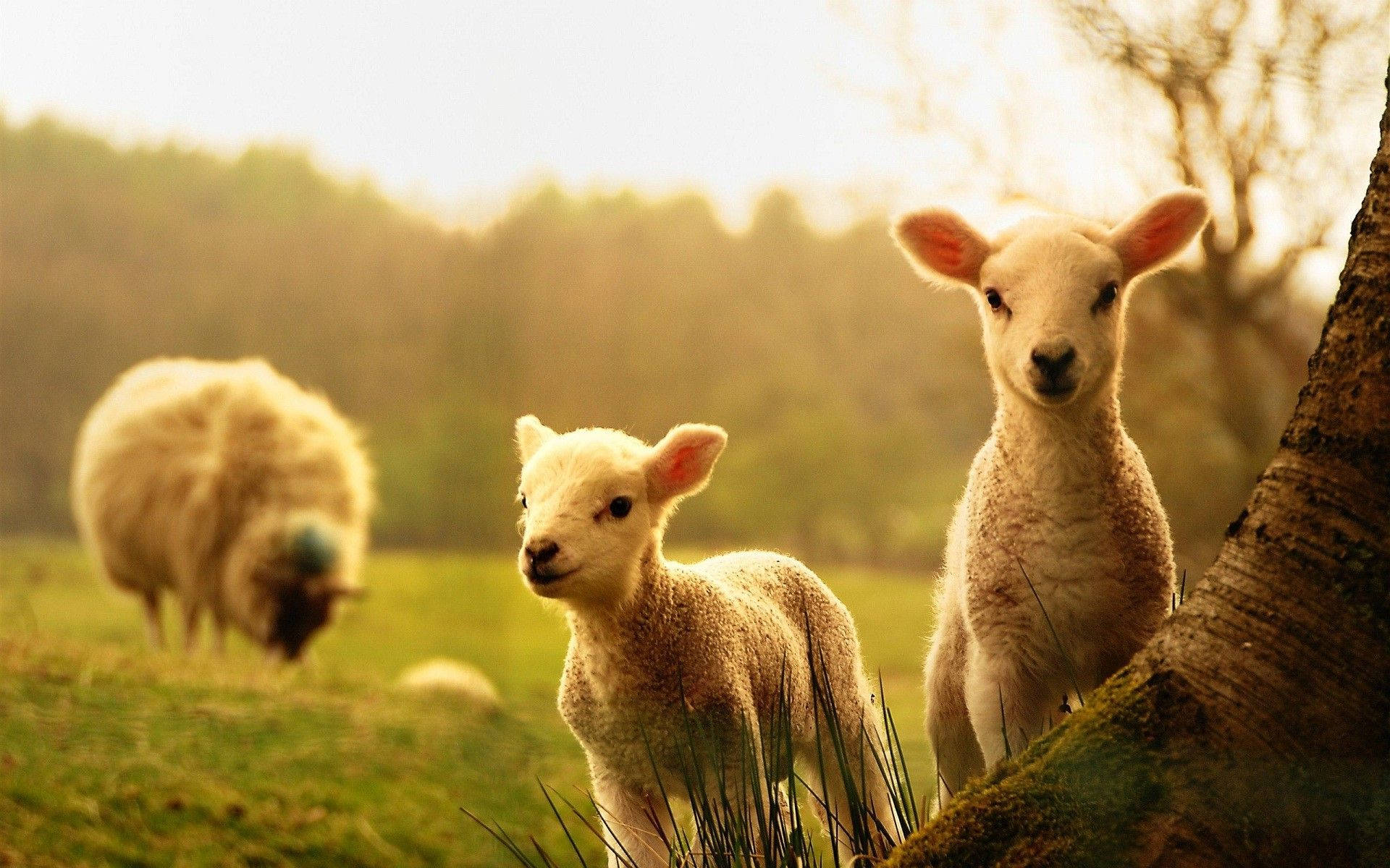 Cute Spring Lamb Background